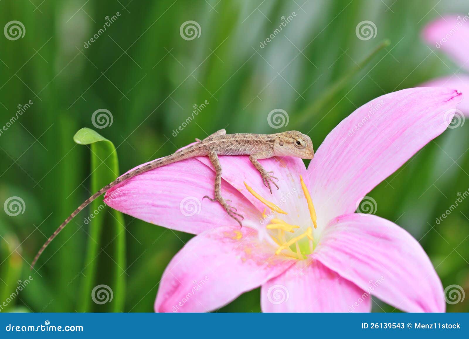 Reptile on flower stock image. Image of macro, animal 26139543
