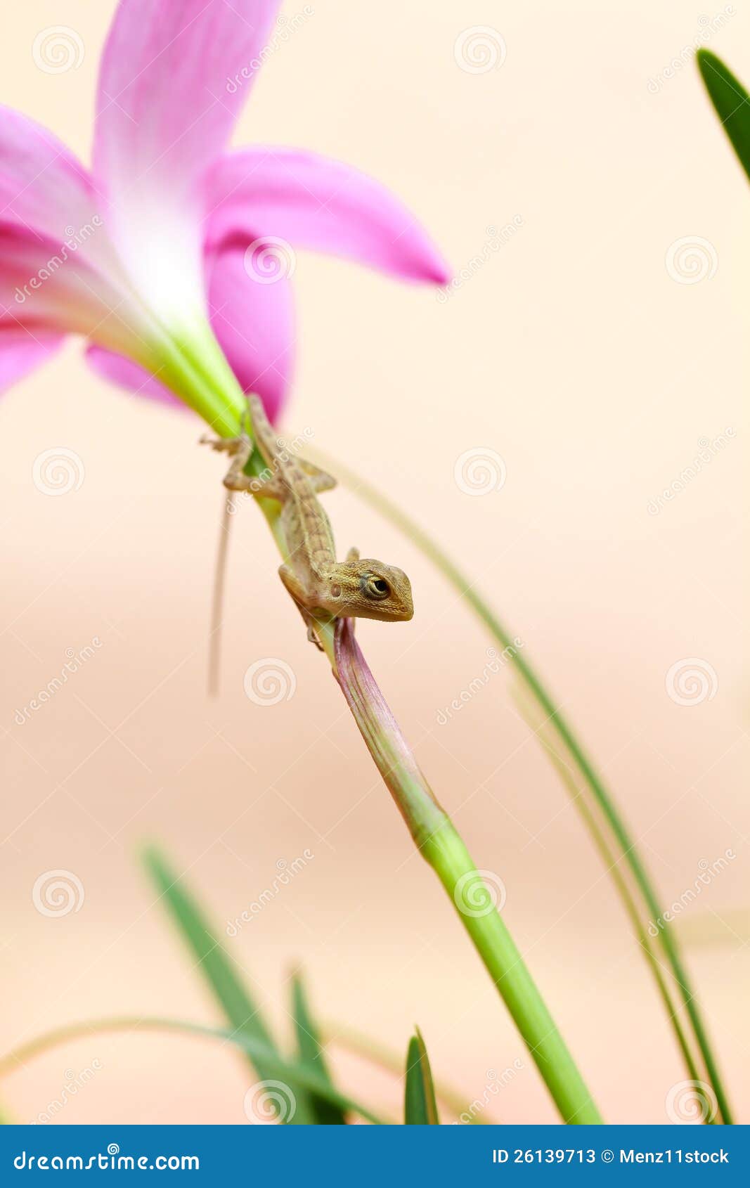 Reptile on flower stock image. Image of gardening, macro 26139713