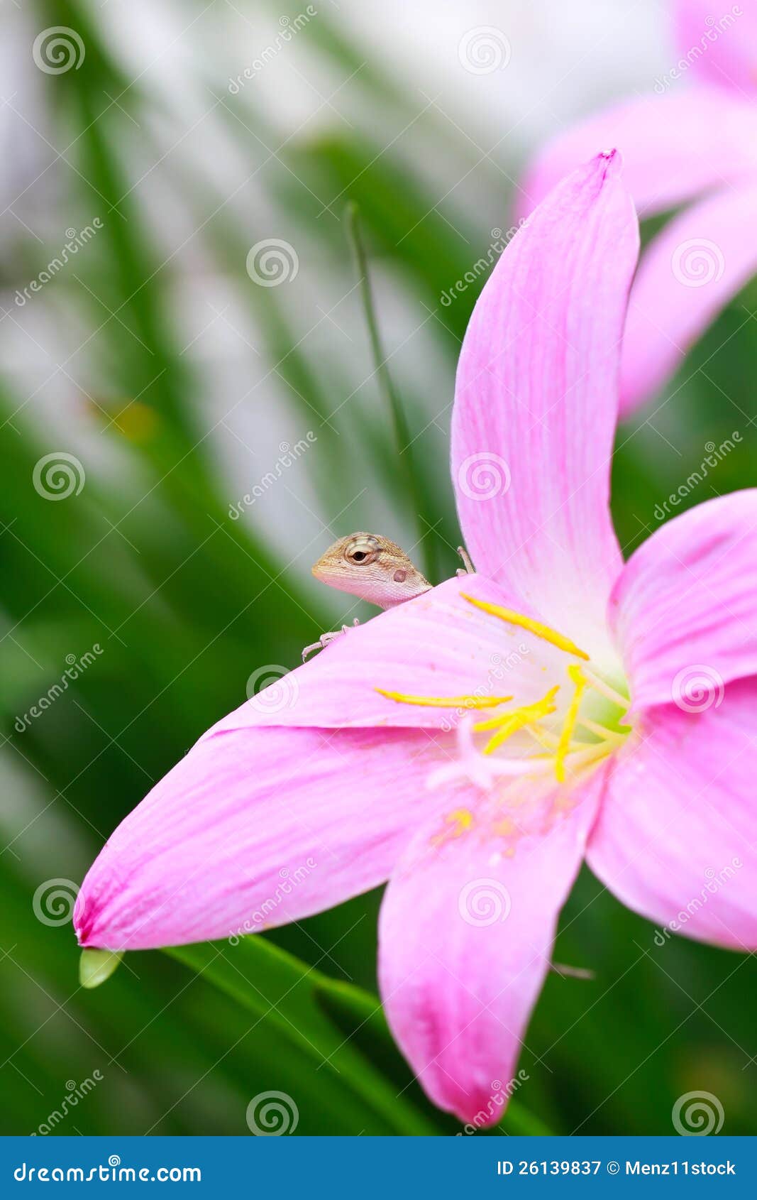 Reptile on flower stock image. Image of gardening, lizard 26139837