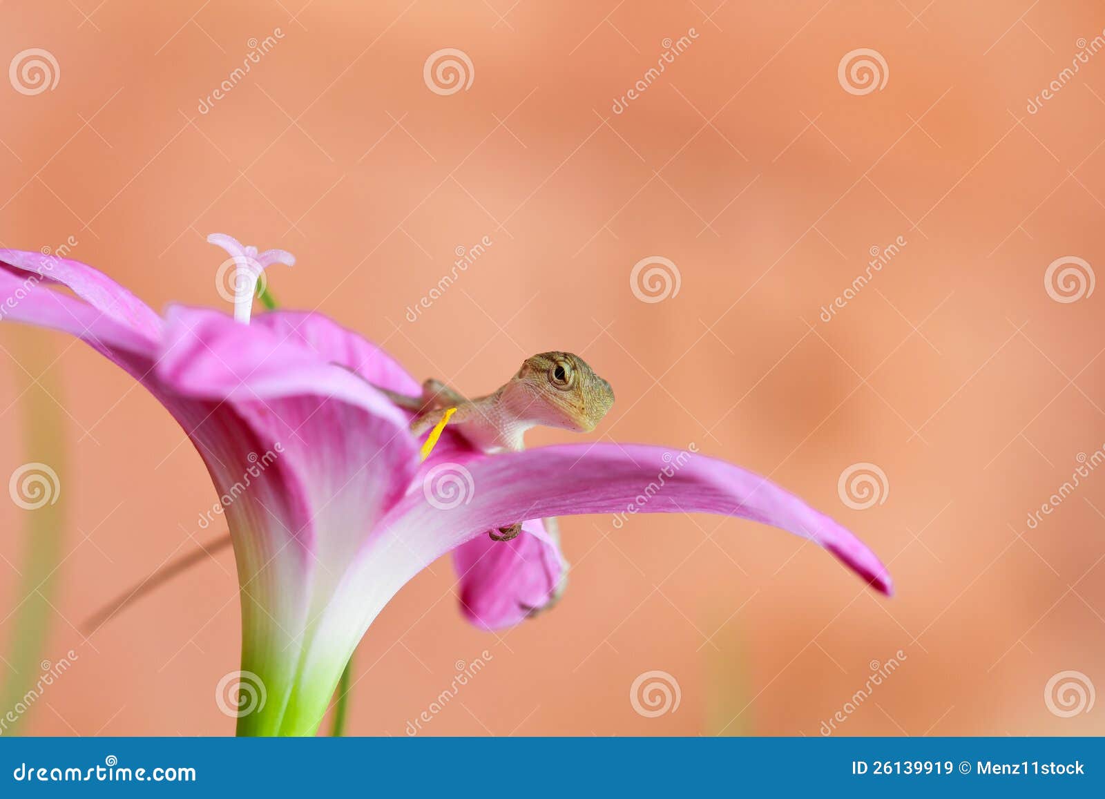 Reptile on flower stock image. Image of blooming, botanical 26139919