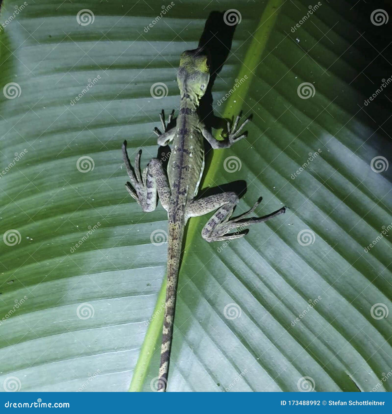 A reptile on a plant stock photo. Image of lizard, insect 173488992