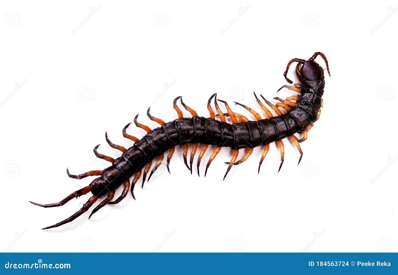 big black centipede (chilopoda) is a poisonous and dangerous animal  on white background