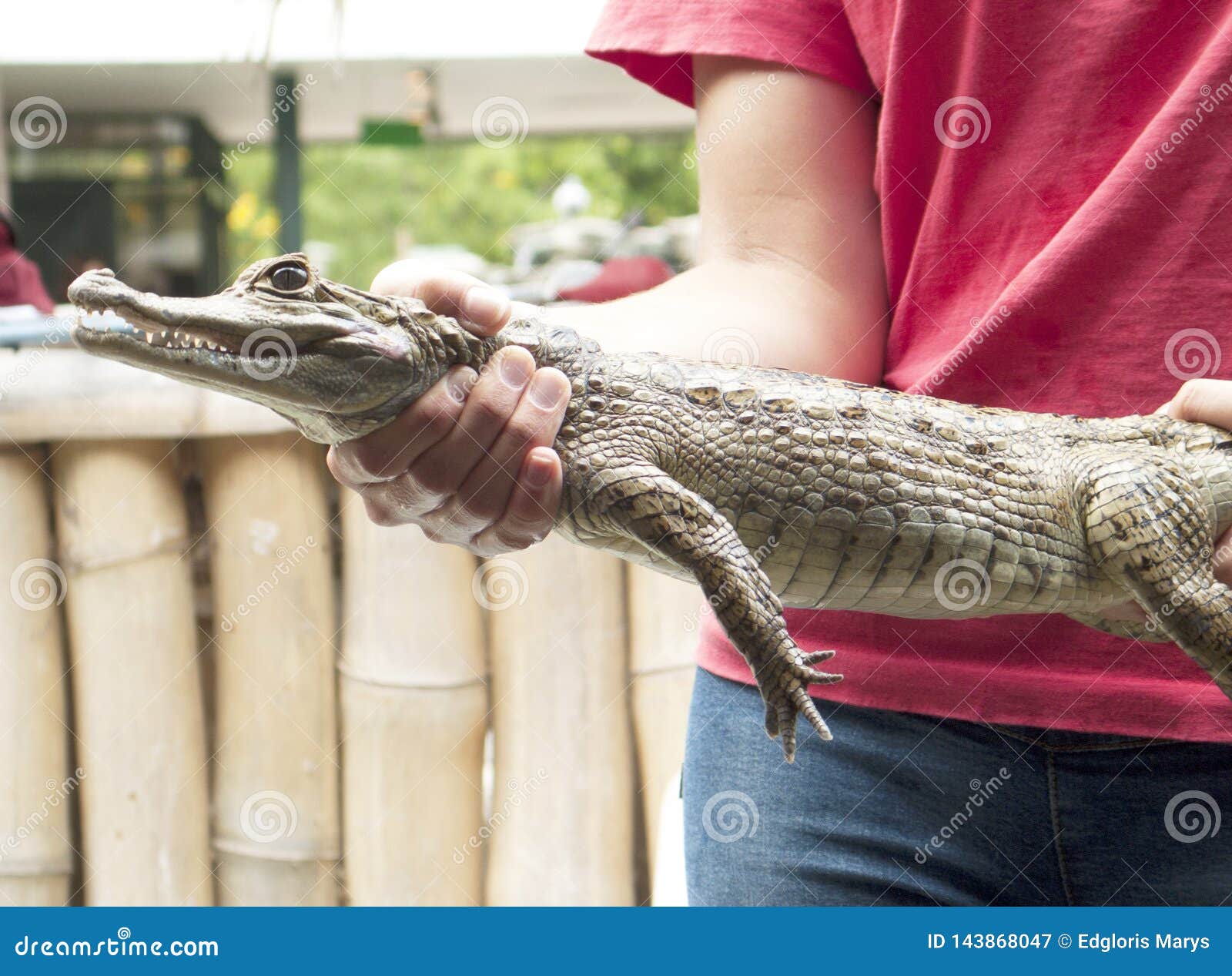 reptile show displaying spectacled caiman caiman crocodilus a crocodilian in the family alligatoridae,