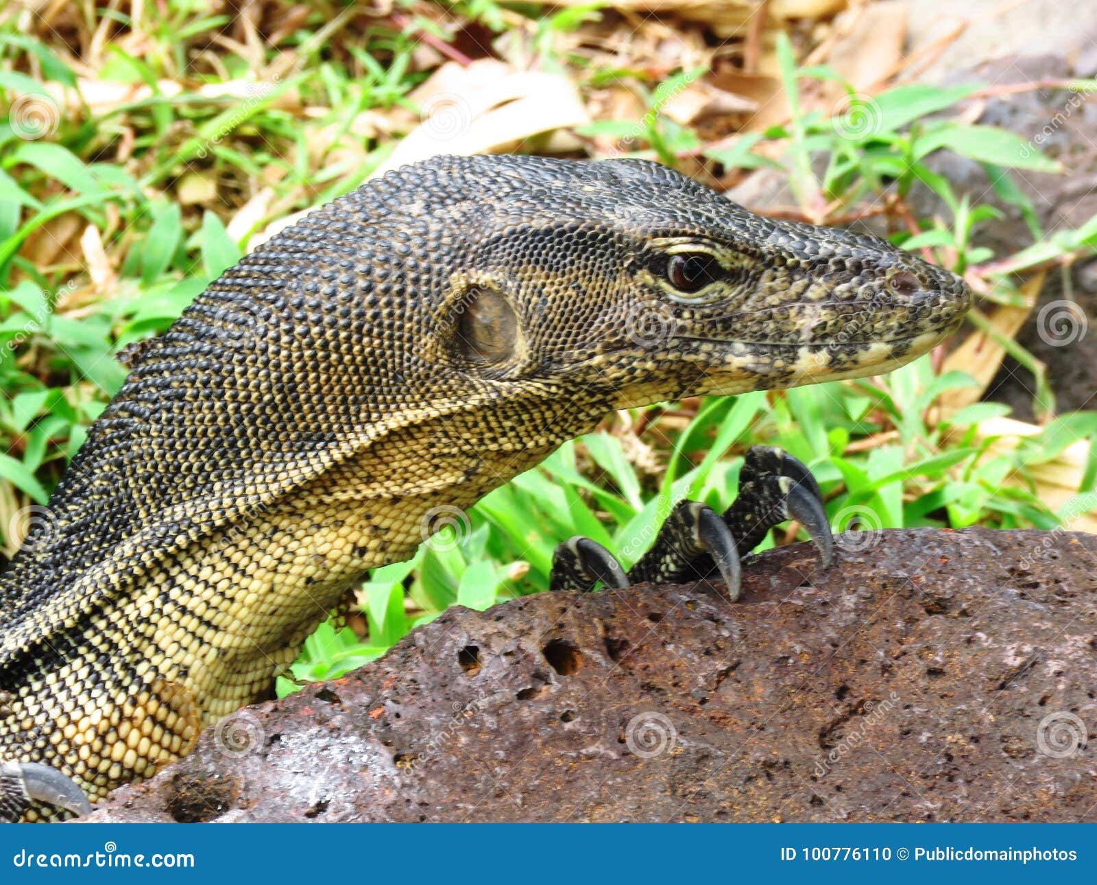 Animal Scaled Printable