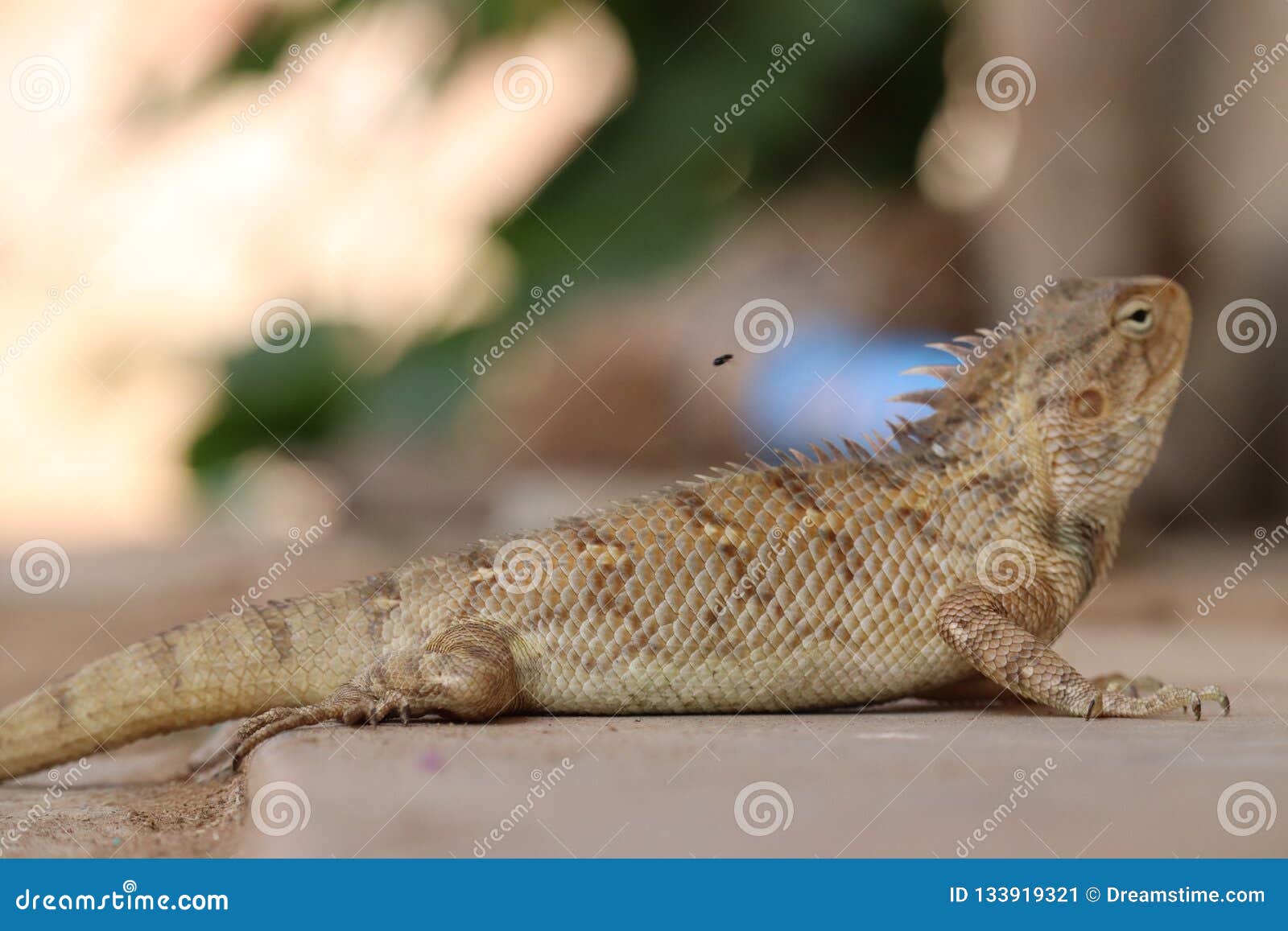 Reptile stock image. Image of foods, reptile, wildlife 133919321