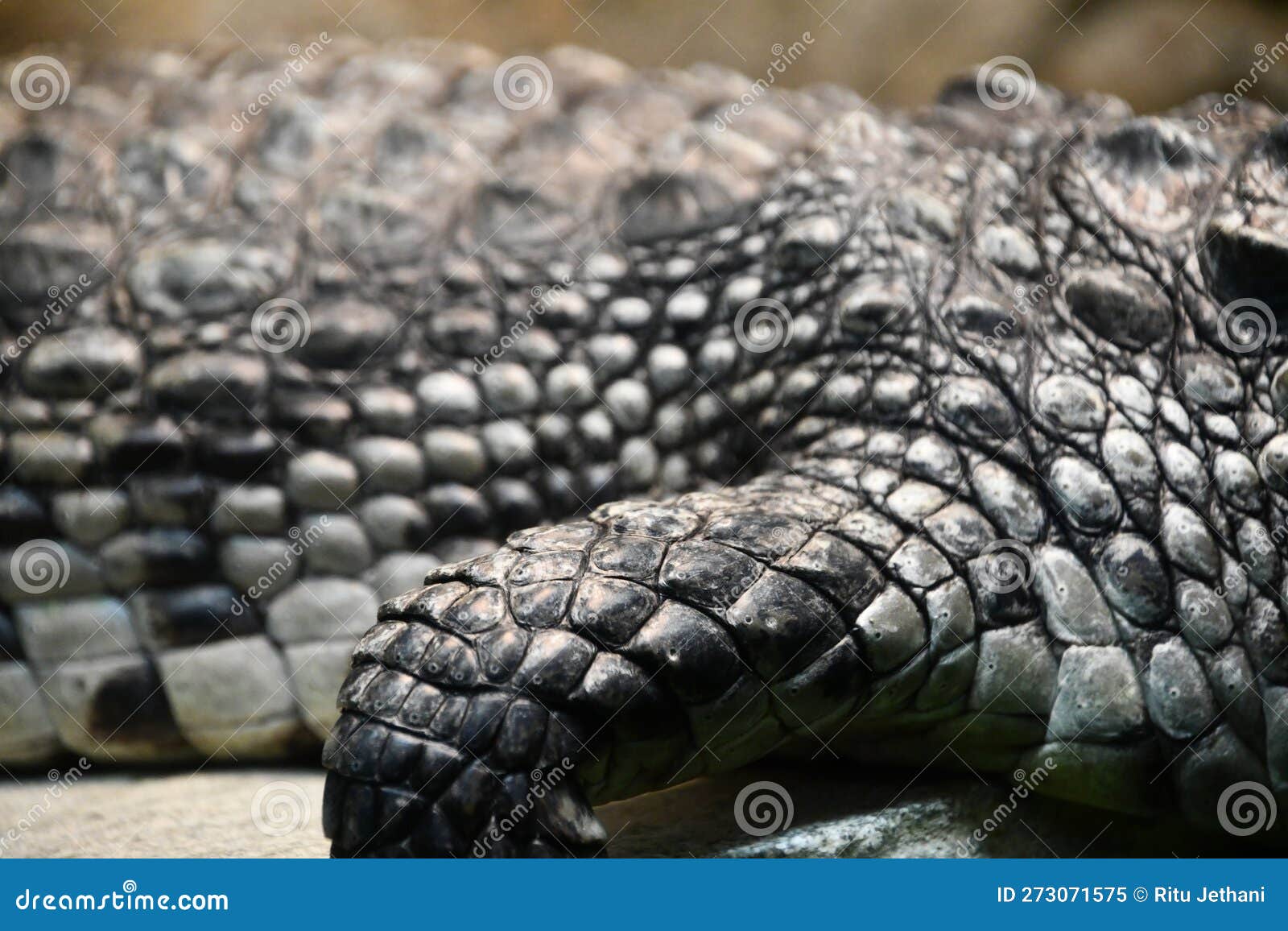 Reptiles Like Alligators and Crocodiles in USA Stock Image - Image of