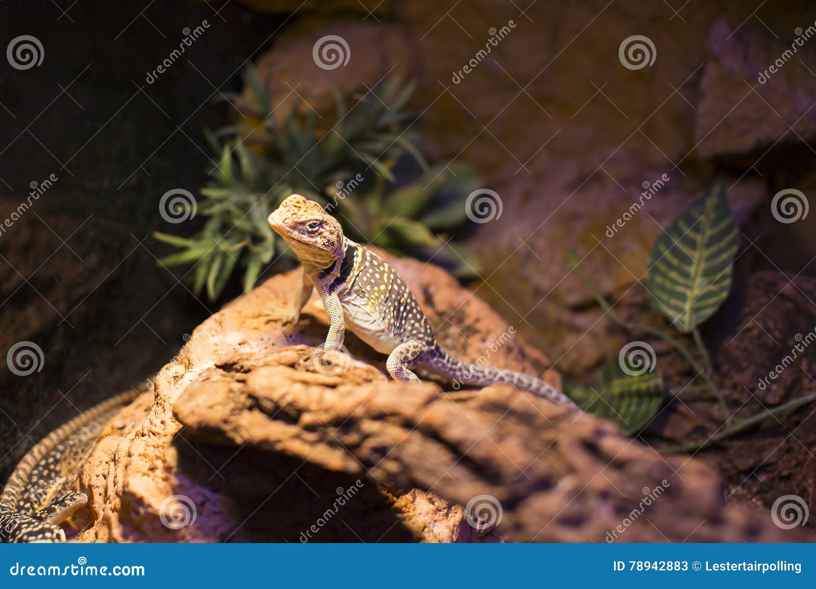 Live wild reptiles lizards shot closeup in nature.