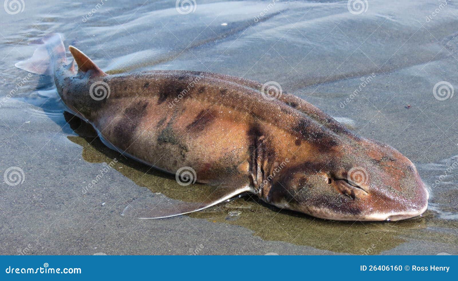 Requin De Chat Dans L Eau Inferieure Photo Stock Image Du Marin Requin Requin De Chat Dans L Eau Inferieure Photo Stock Image Du Marin Requin