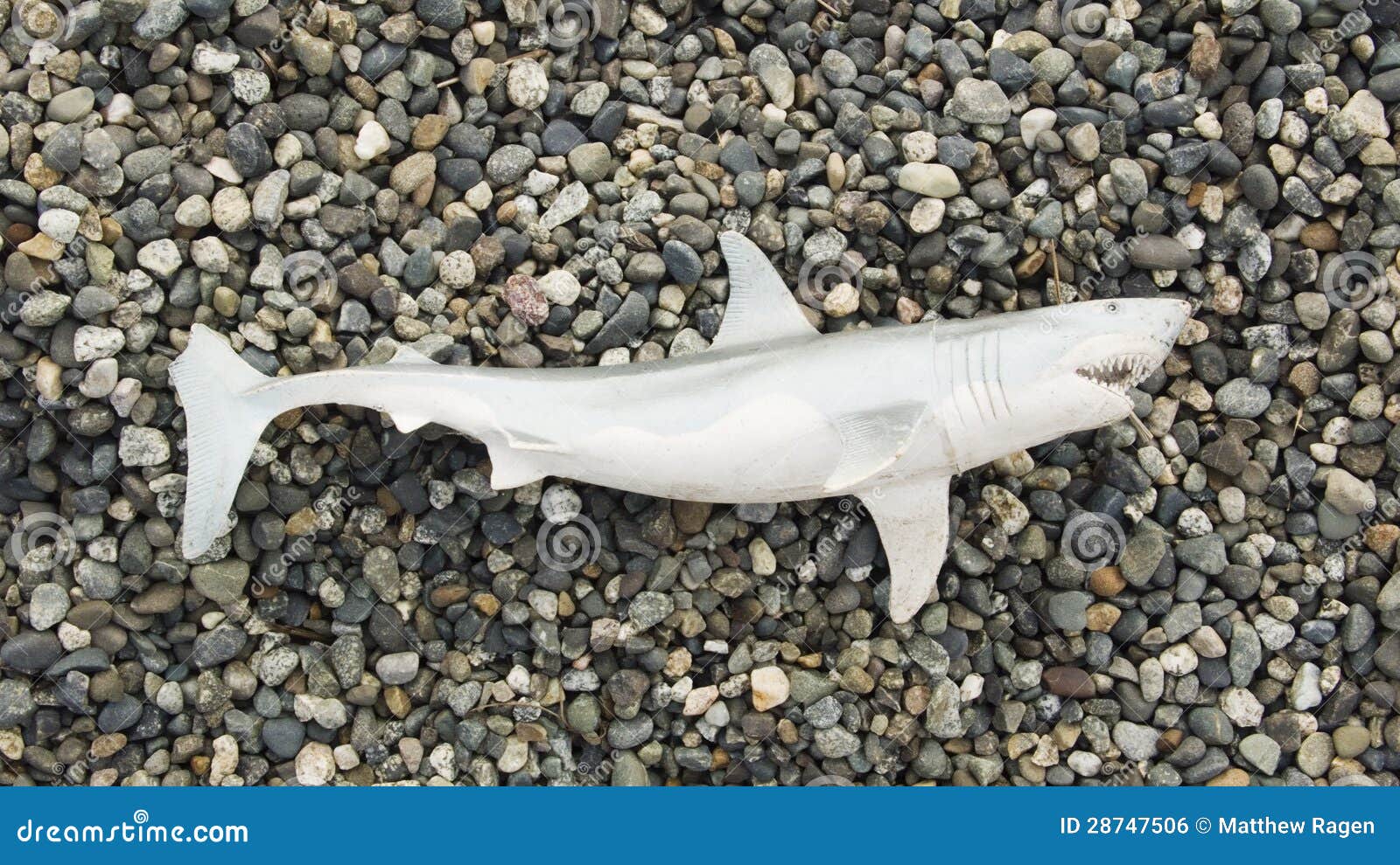 Requin De Jouet Sur La Plage Photo stock - Image du pierre, arrière:  28747506