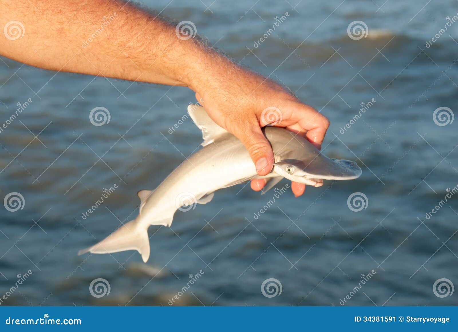 Requin De Poisson Marteau De Bebe Etant Libere Apres Crochet Image Stock Image Du Saltwater Animal