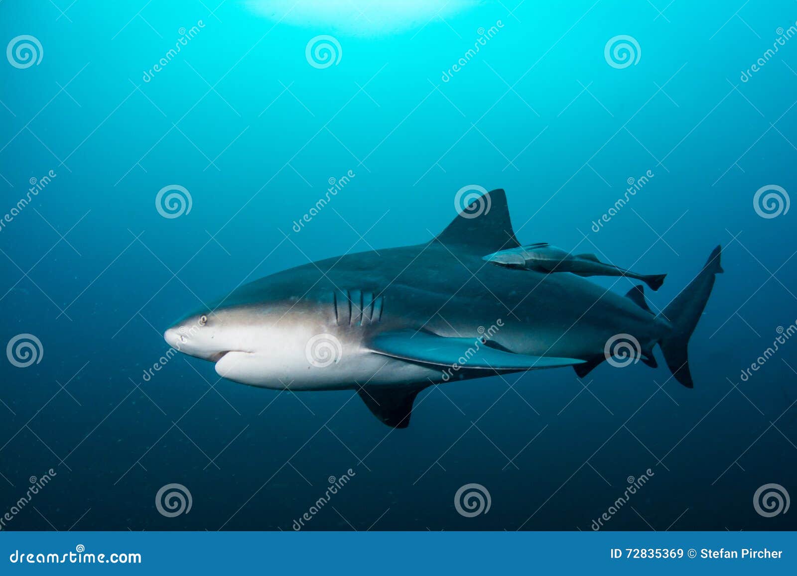 Requin de taureau géant. Natation géante de requin de taureau/requin du Zambèze dans l'eau bleue profonde