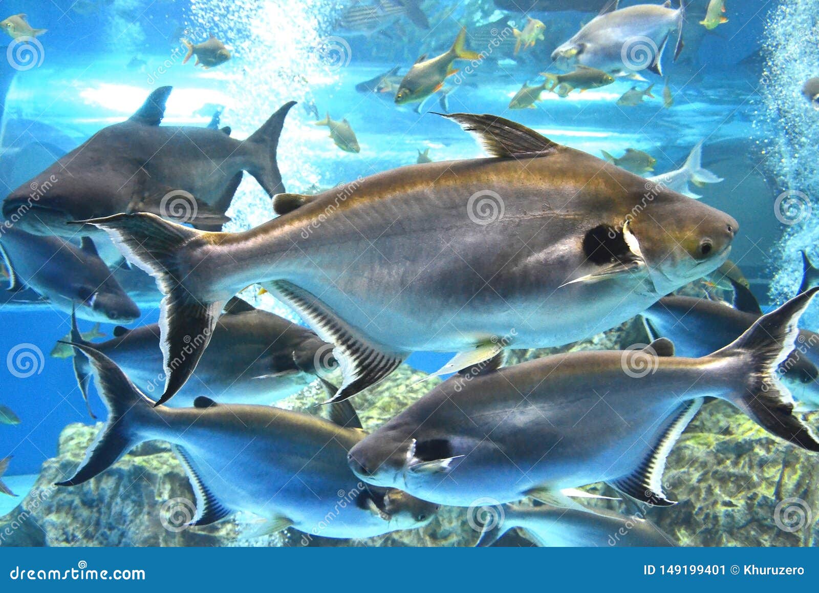 Requin Iridescent Poisson Chat Geant De Sutchi Du Mekong Image Stock Image Du Bleu Grand Requin Iridescent Poisson Chat Geant De Sutchi Du Mekong Image Stock Image Du Bleu Grand