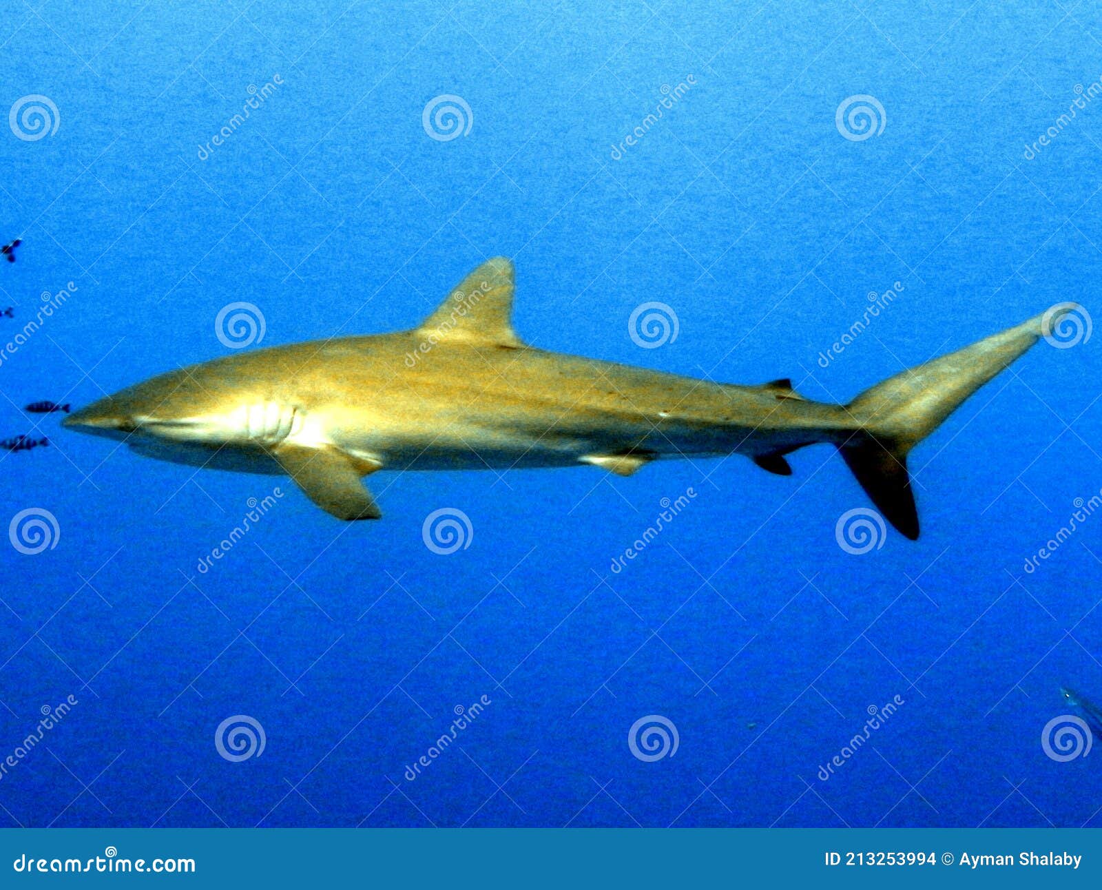 Requin Nageant Dans La Mer Rouge Egypte. Photo stock Image du reptile
