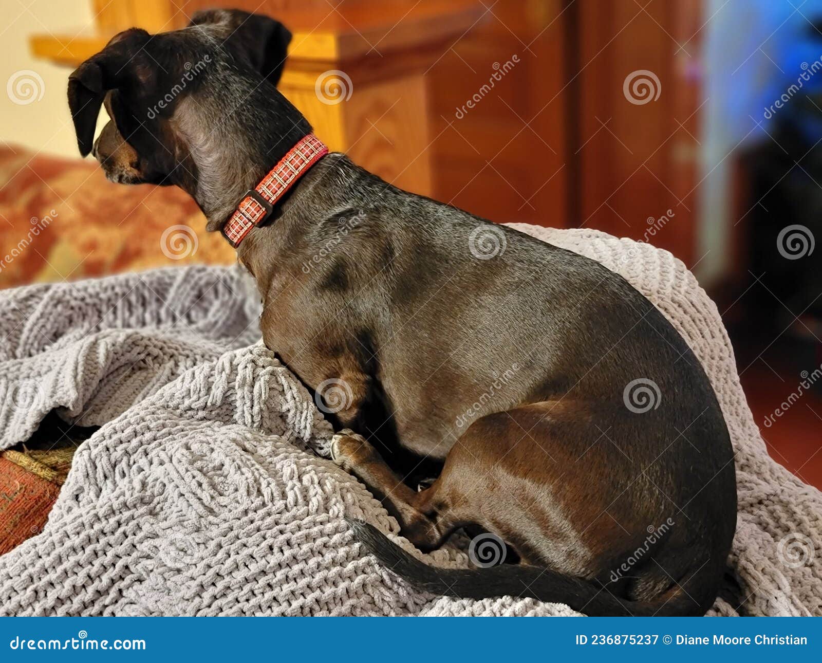 Rescue Daschund Perched on Sofa Stock Image Image of rescue, person