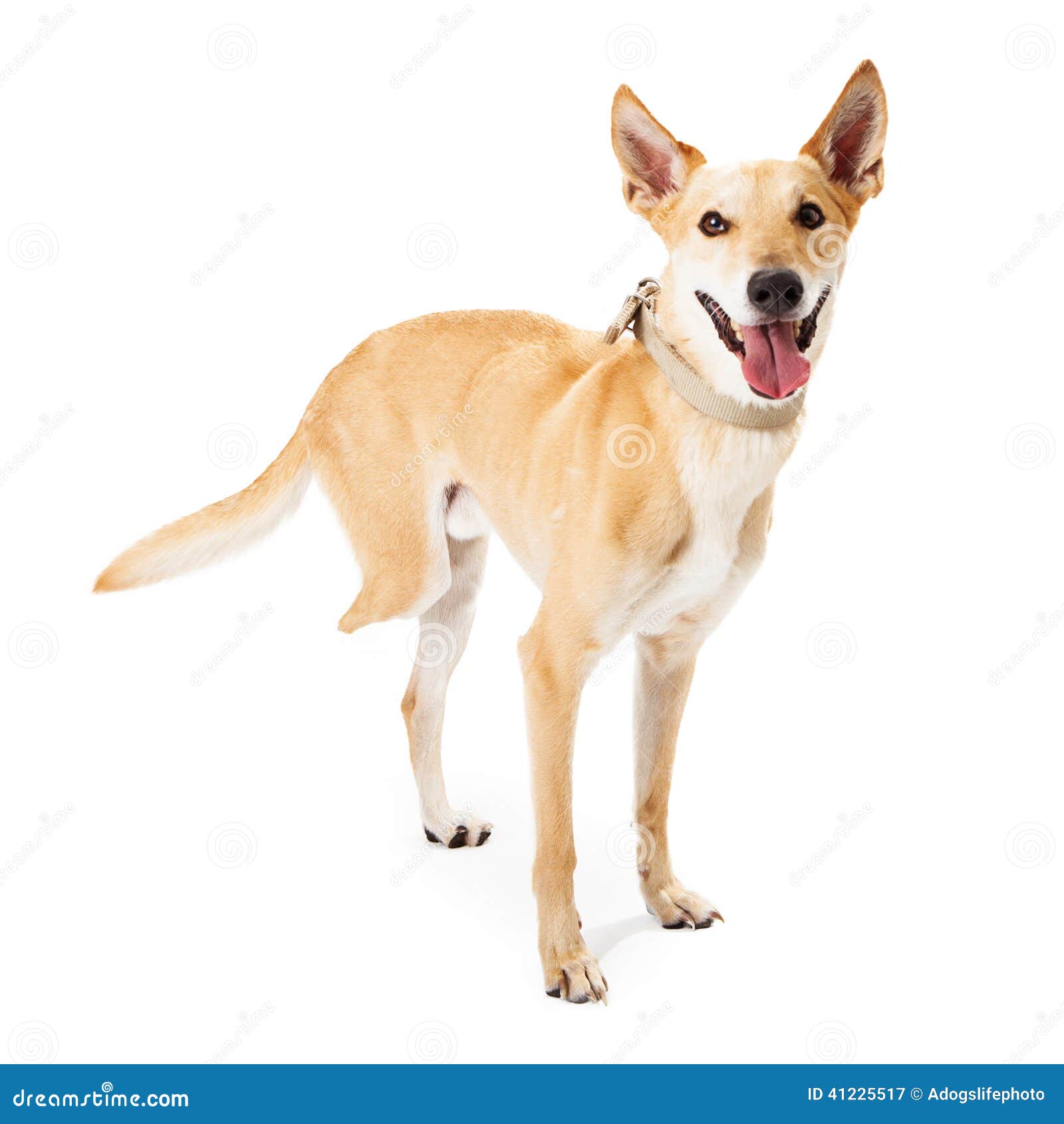 Rescue Dog Missing Back Leg Stock Photo - Image: 41225517