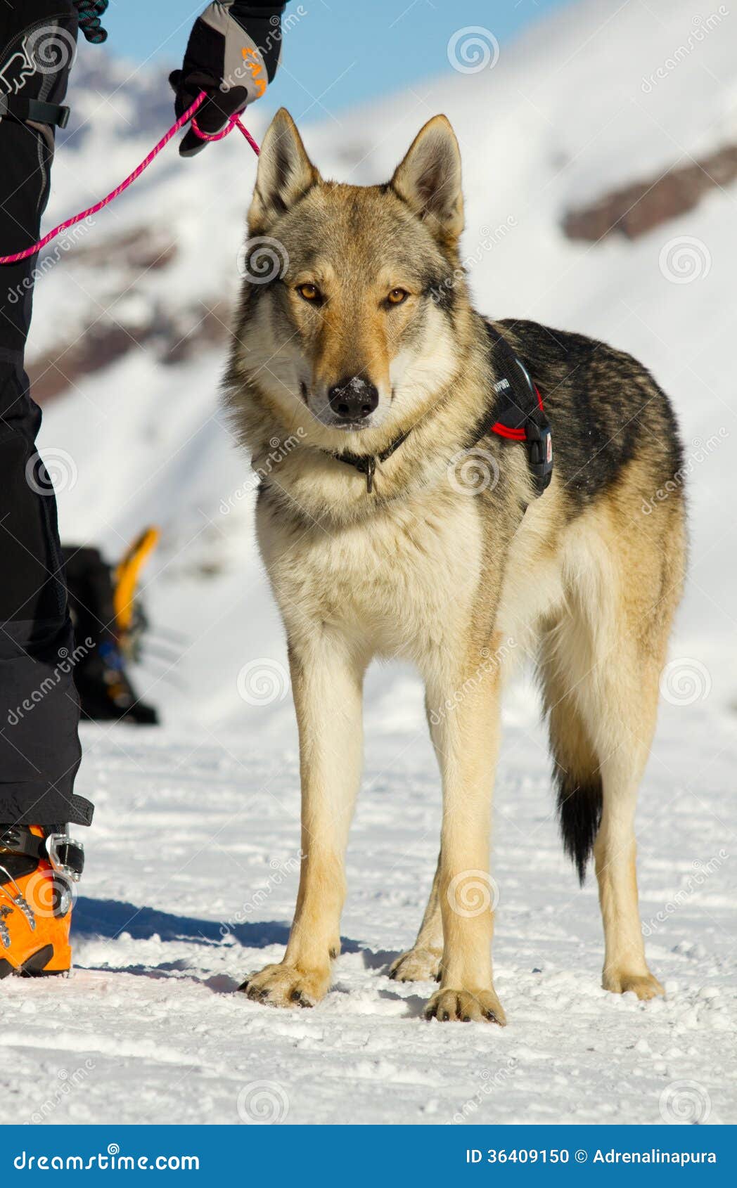 Rescue dog on snow stock photo. Image of sledding, wolf 36409150