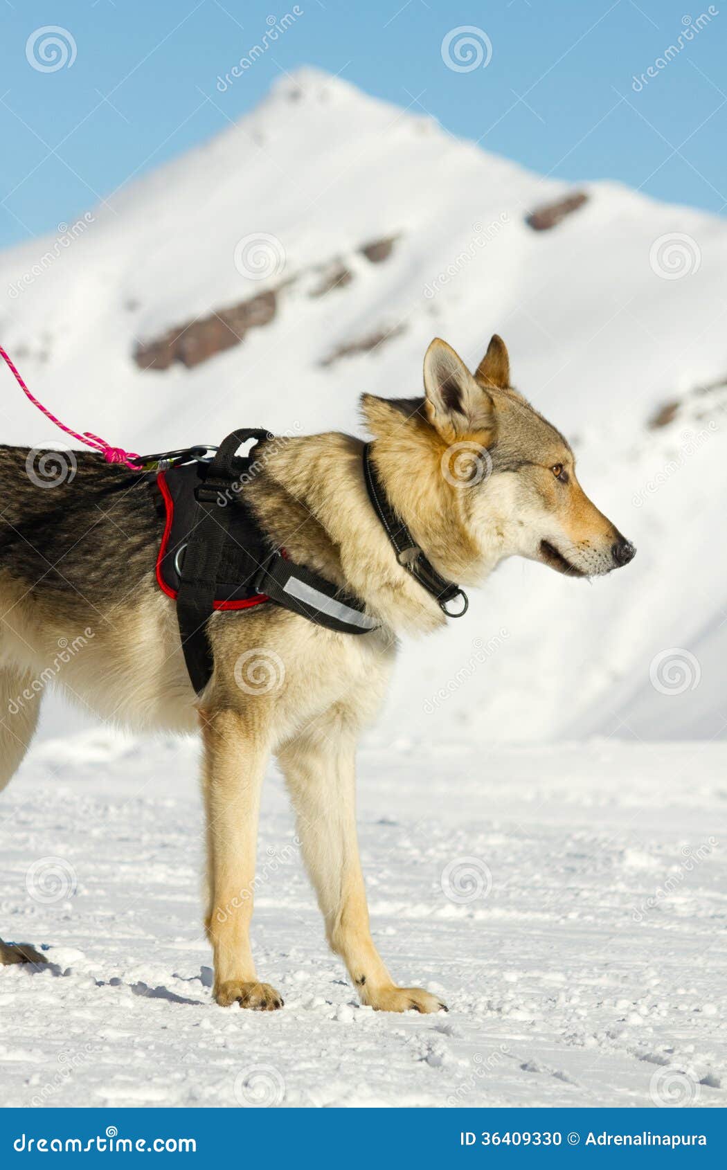 Rescue dog on snow stock photo. Image of animal, nature 36409330