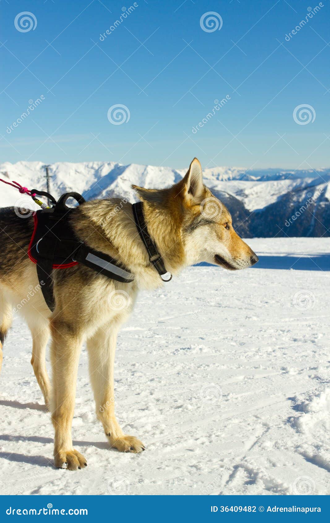 Rescue dog on snow stock photo. Image of sledding, injured 36409482