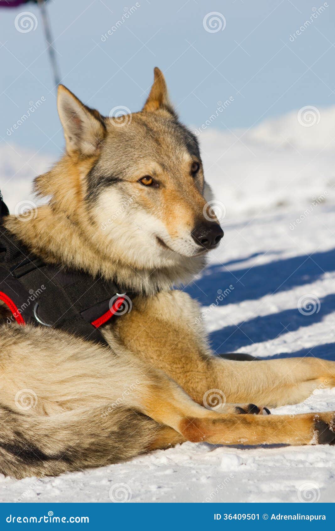 Rescue dog on snow stock image. Image of sledding, lifebelt 36409501