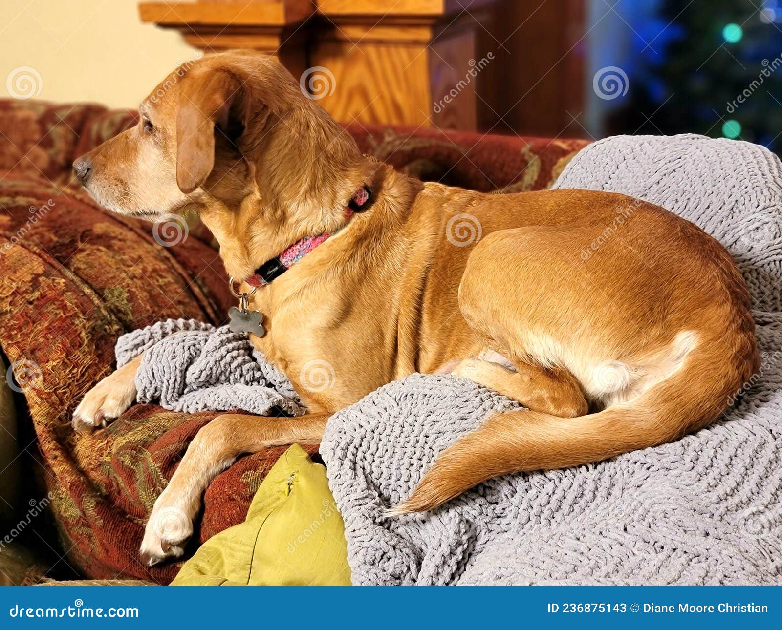 Rescue Labrador Relaxing 3 stock image. Image of sofa 236875143