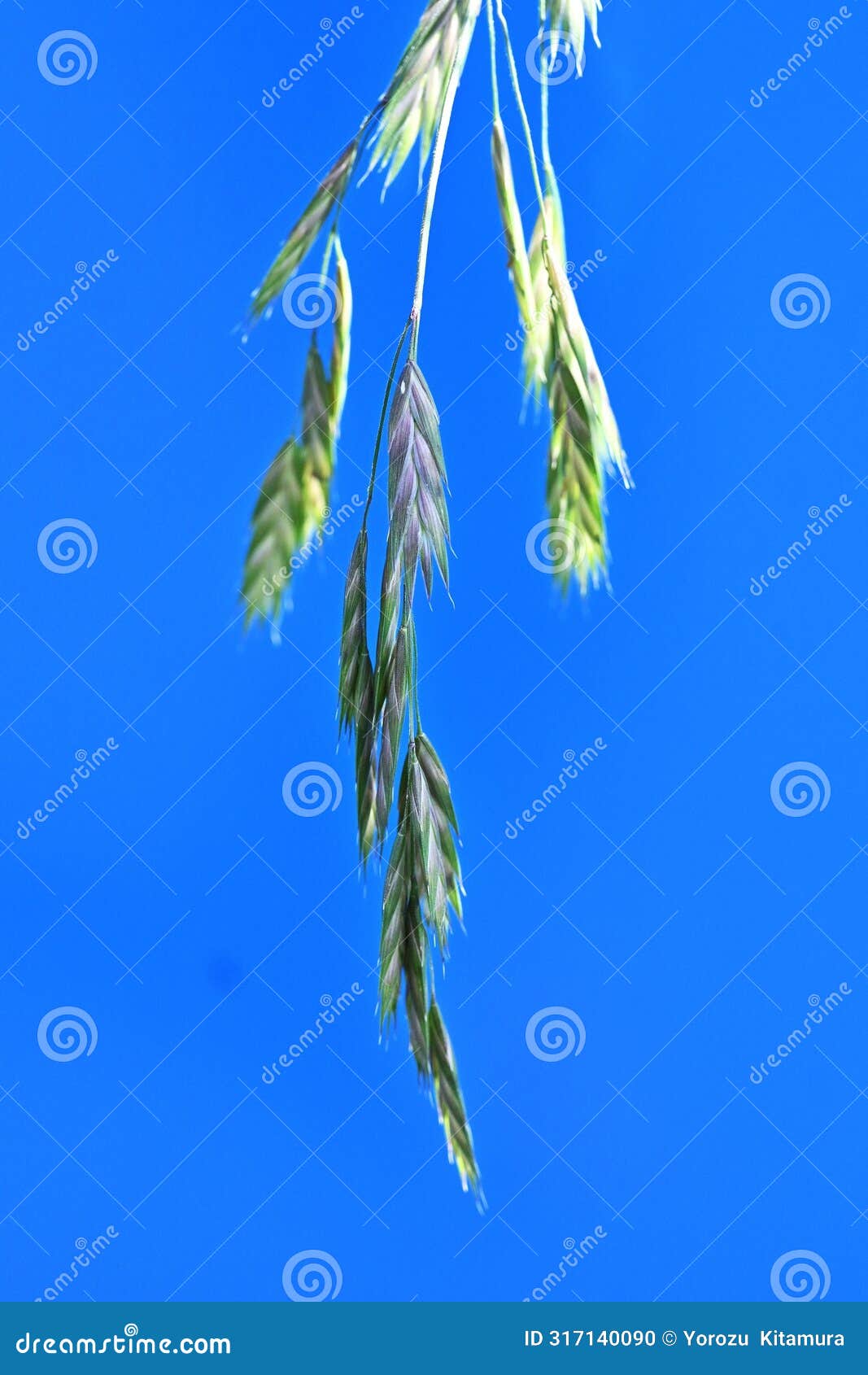 rescue grass ( bromus catharticus ) spikelet. poaceae perennial weed.