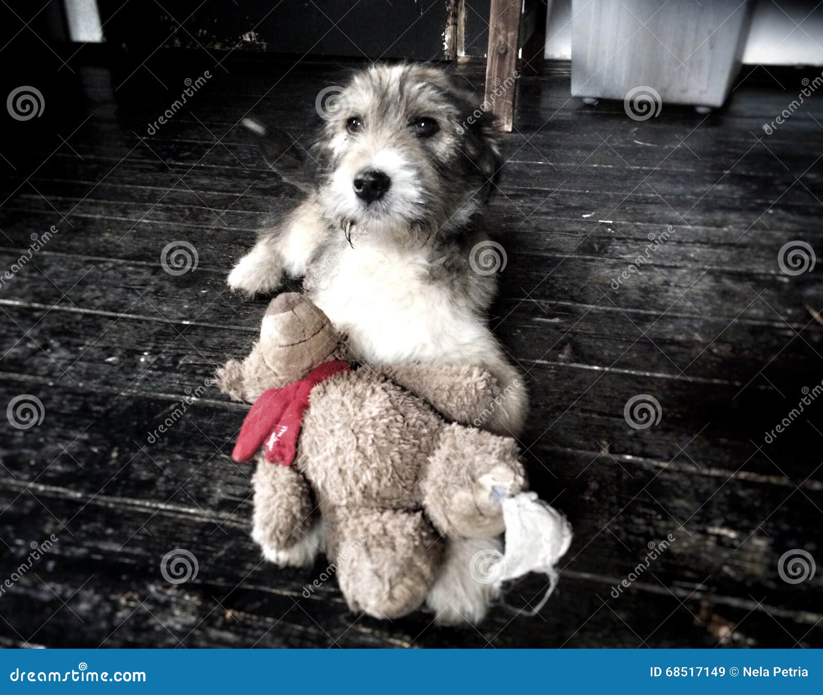 teddy bear dog rescue
