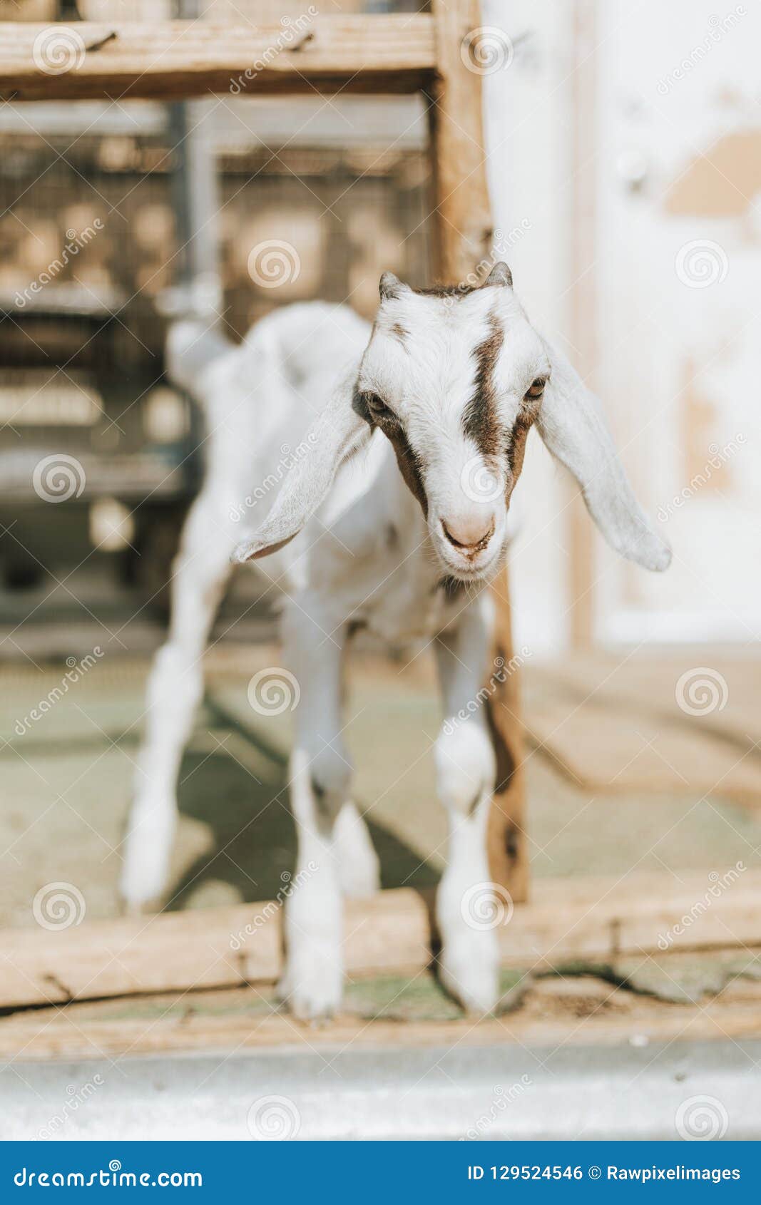 rescued baby goat, the sanctuary at soledad, mojave