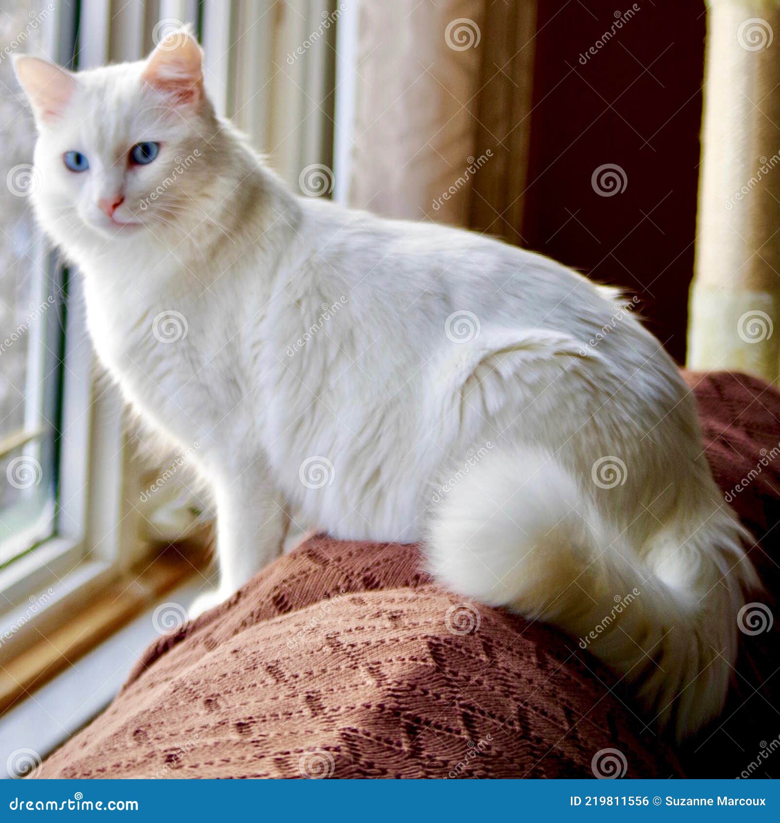 closeup of turkish angora cat