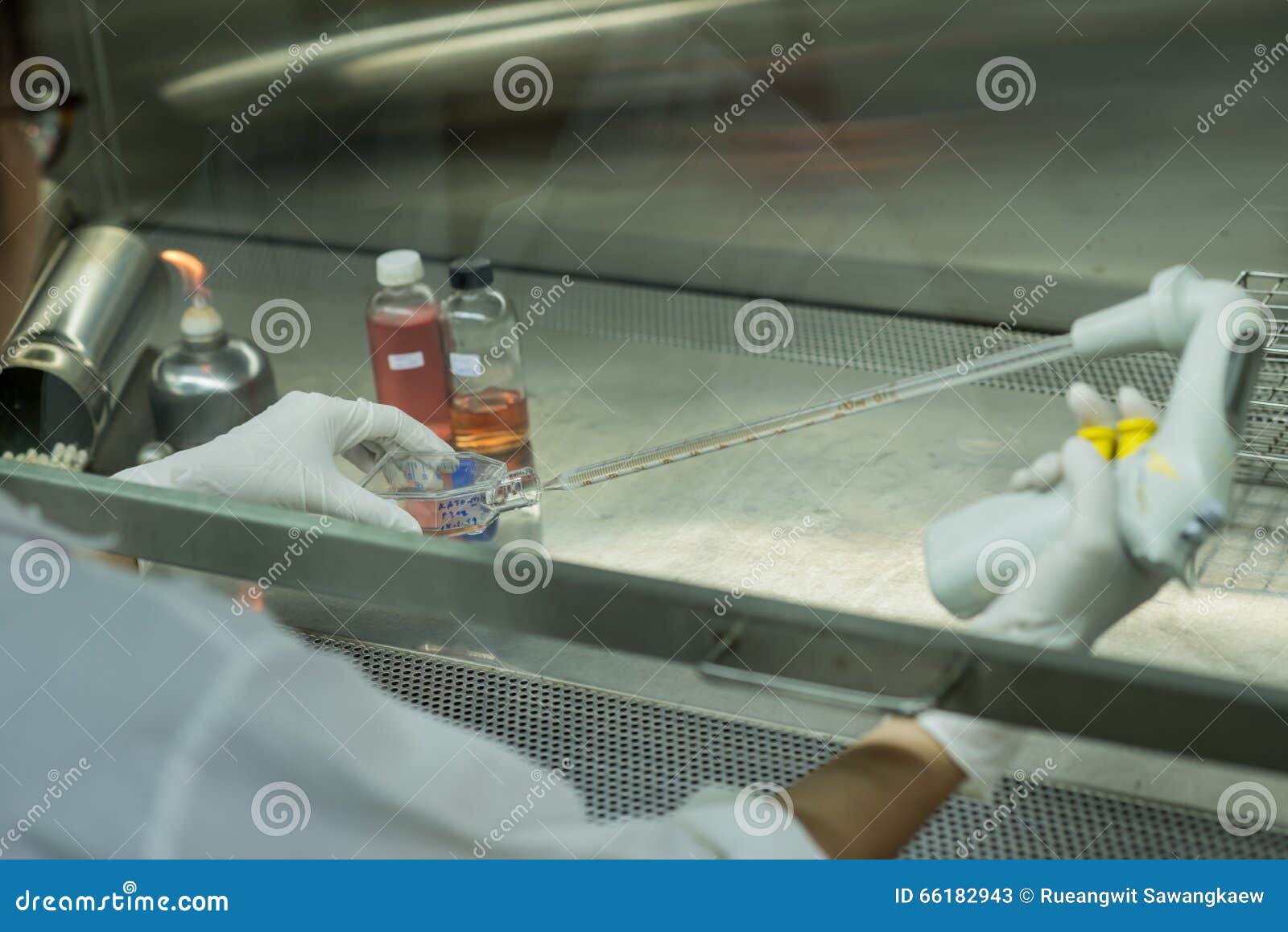 Researcher Transfers Testing Fluid in Biosafety Stock Image