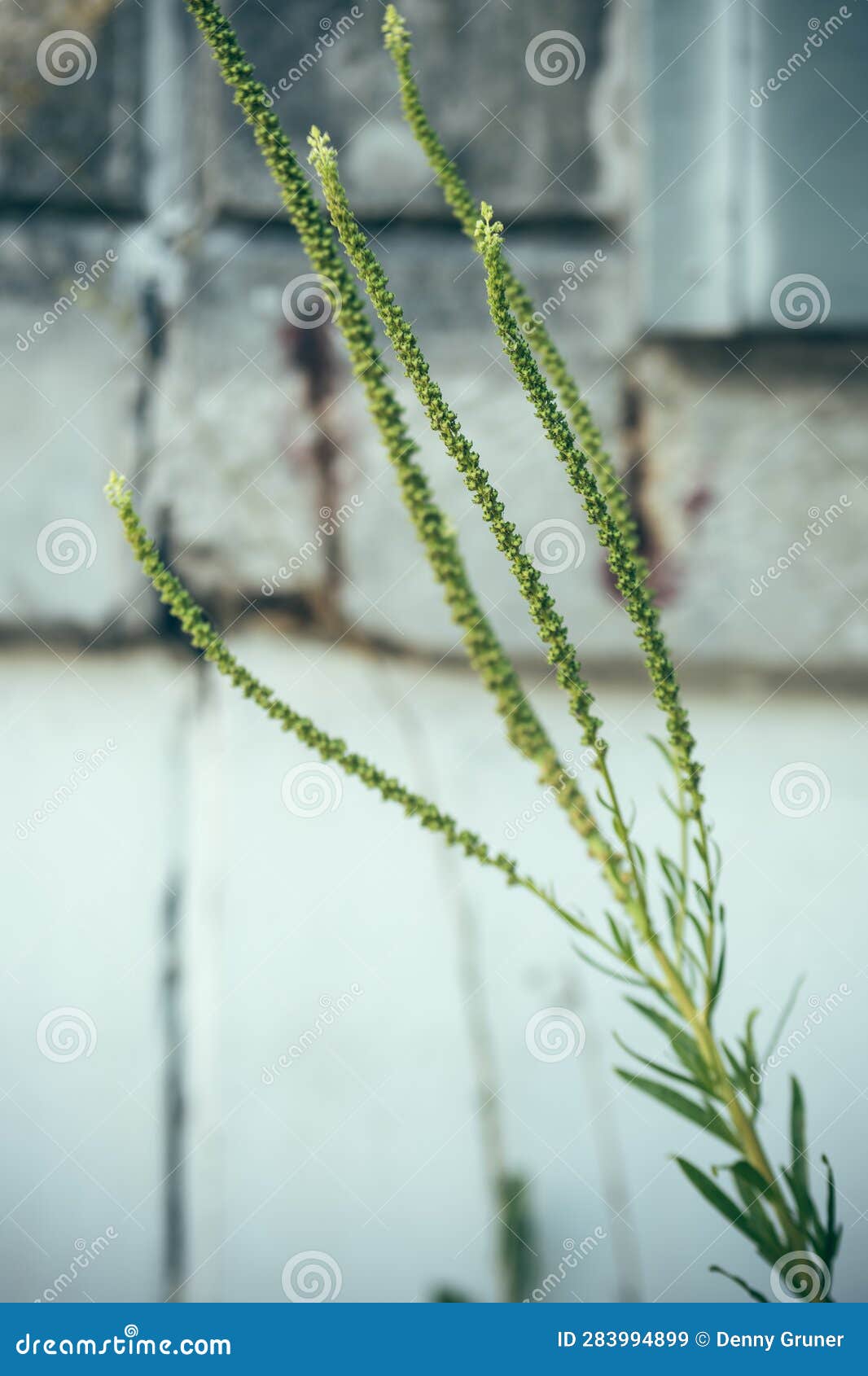 reseda luteola in summer in front of a house wall