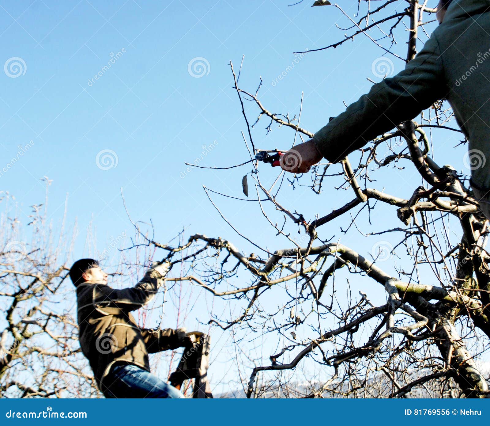 raw tree removal