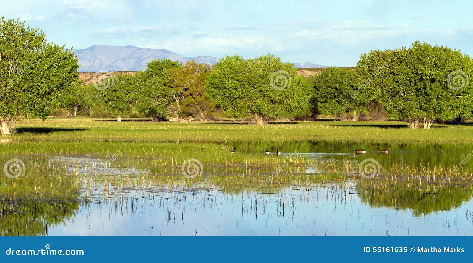 Reserva De Bosque Del Apache National Imagen de archivo Imagen de