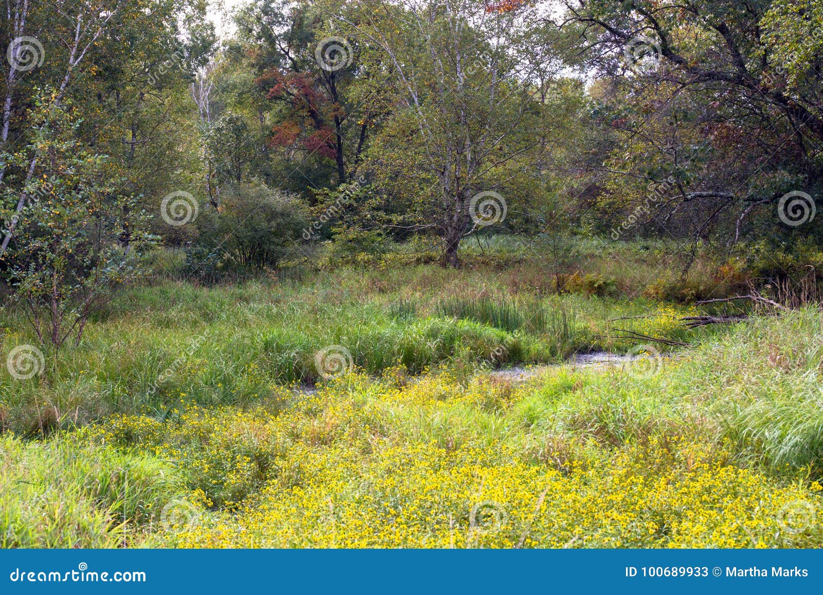 Reserva Del Nacional De Necedah Imagen de archivo Imagen de lugar