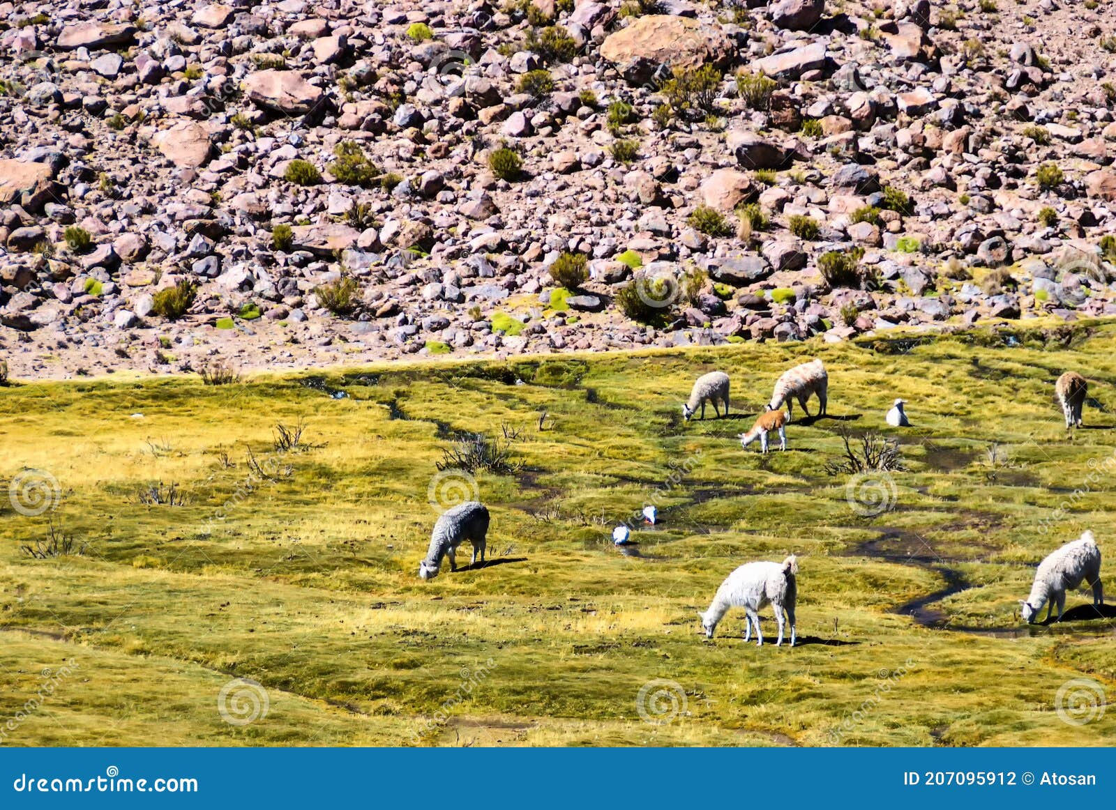 reserva nacional de las vicunas