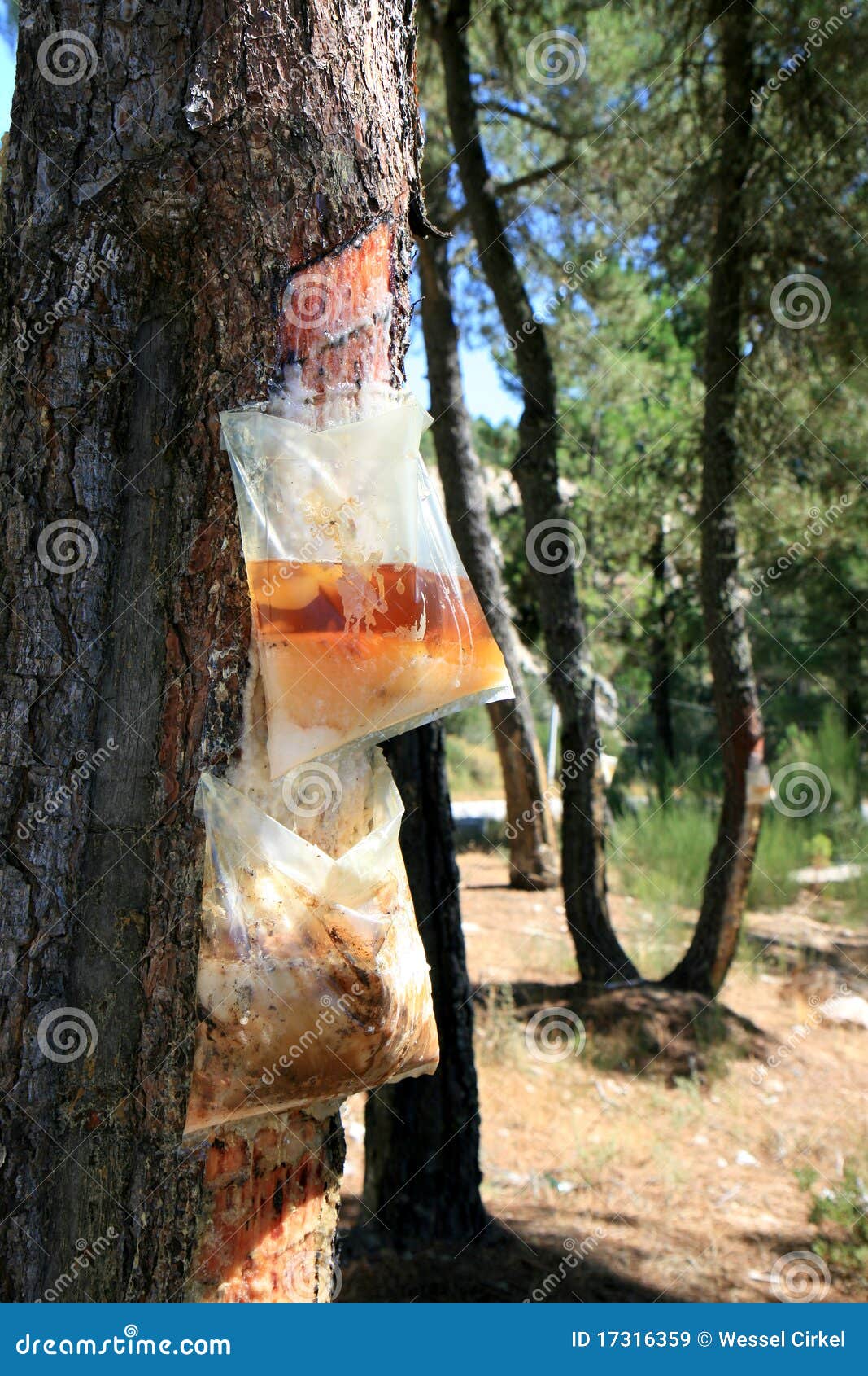 resin extraction in portuguese forest