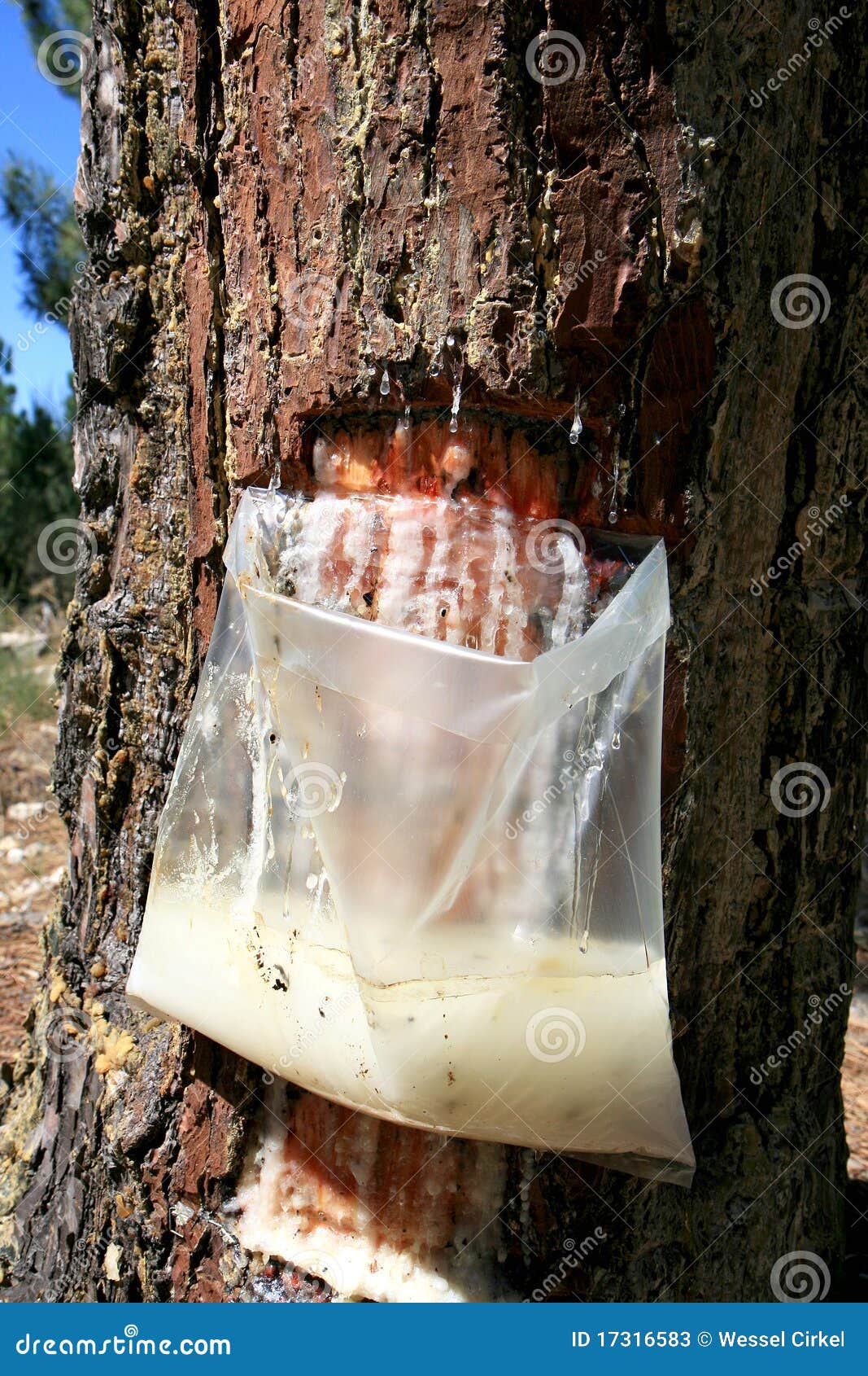 resin extraction of portuguese pine tree