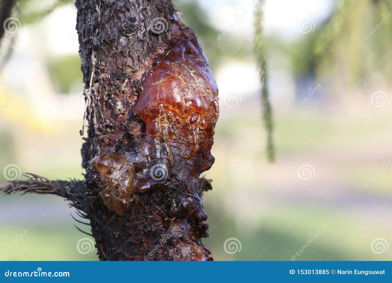 the resin of pine trees flows from the wound on the side of the trunk.
