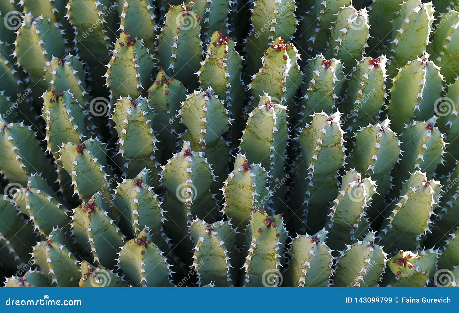 resin spurge euphorbia resinifera, cactus background