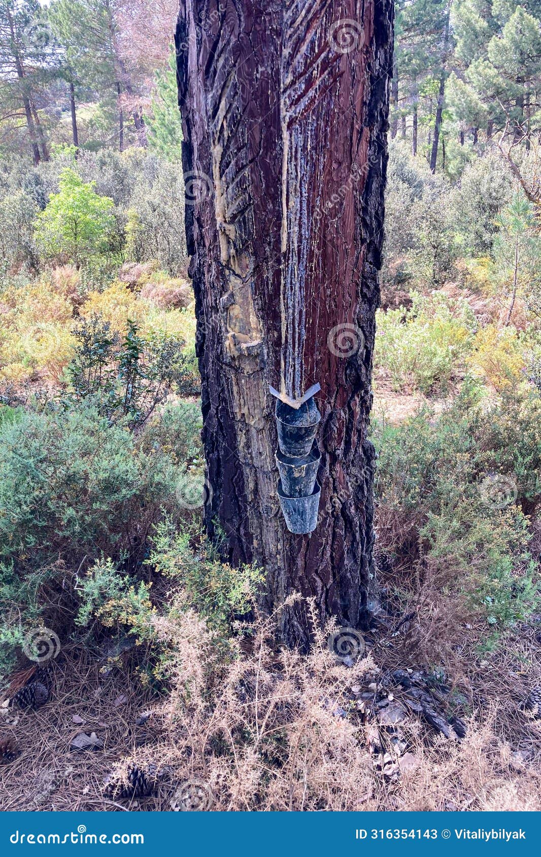 resinous pine sap appears when coniferous wood is damaged, sierra tejeda natural park