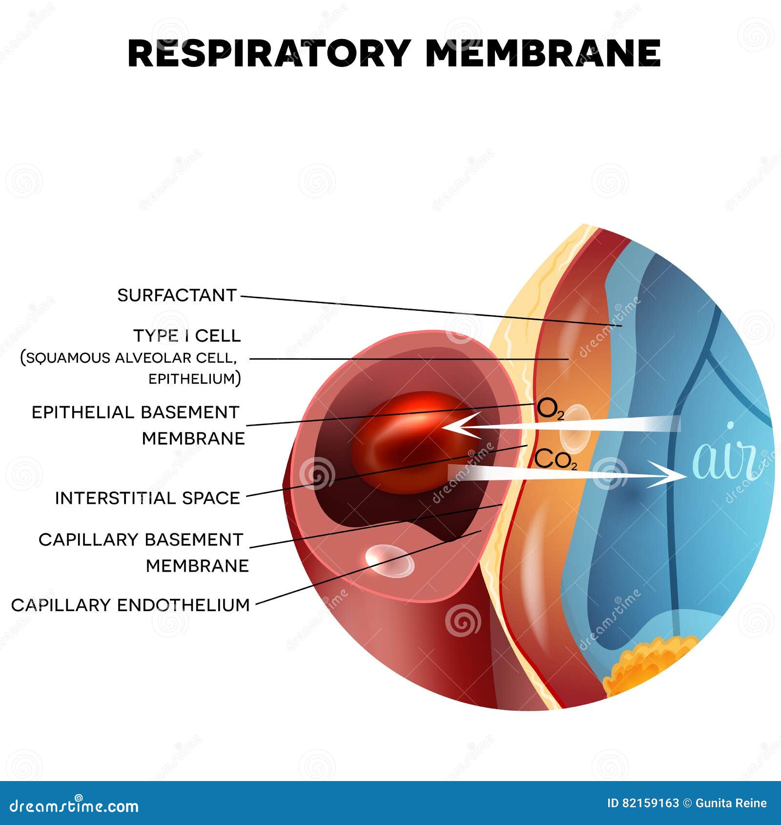 Alveolus. Gas Exchange Vector Illustration | CartoonDealer.com #48200122