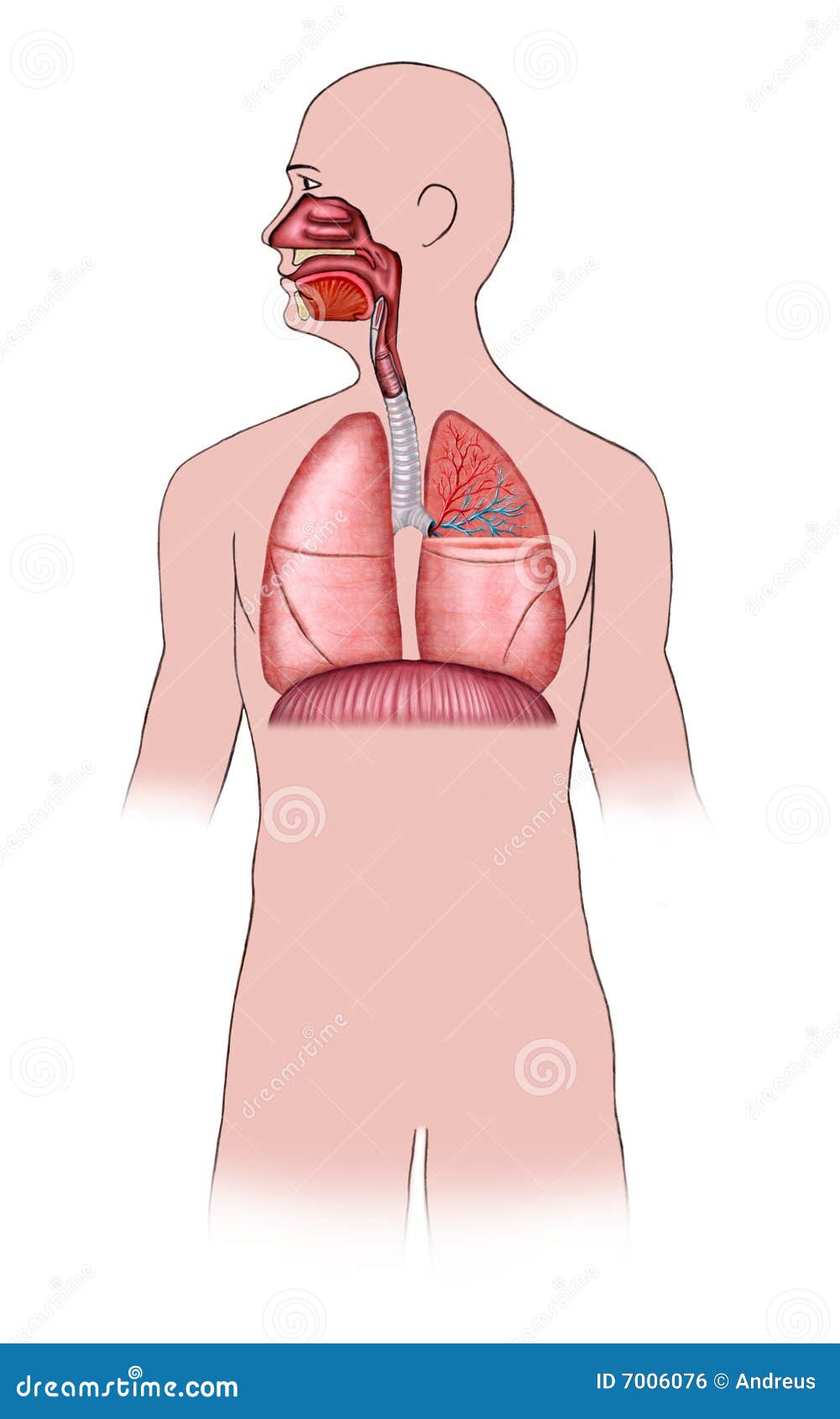 respiratory system