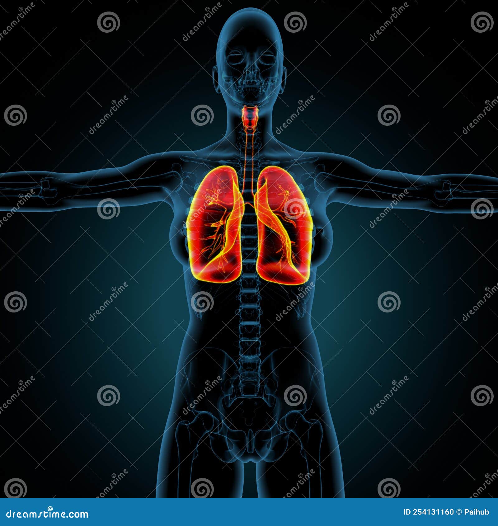 3d Illustration of Human Lungs Human Respiratory System Anatomy Stock