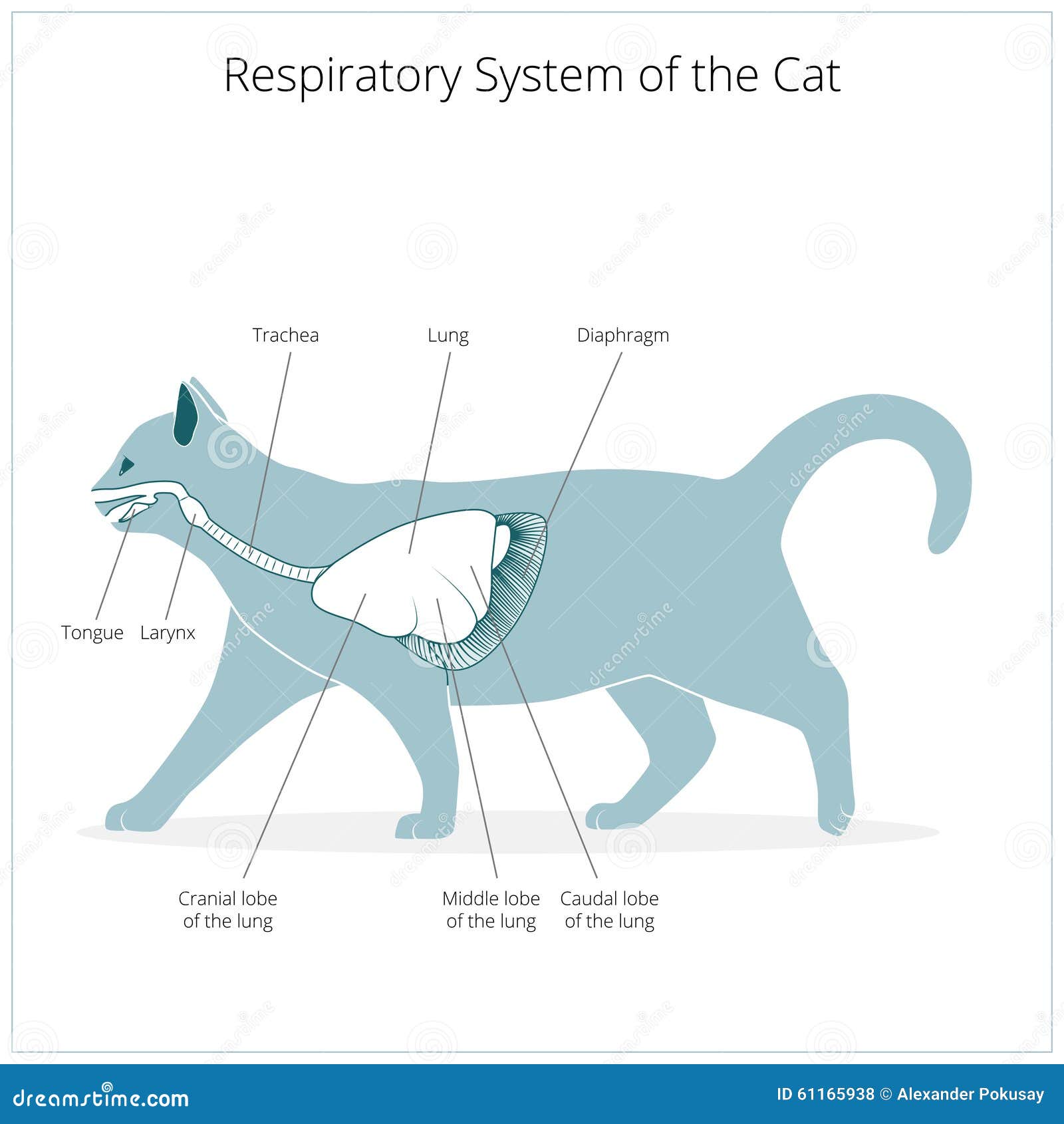 Cat Respiratory System Diagram