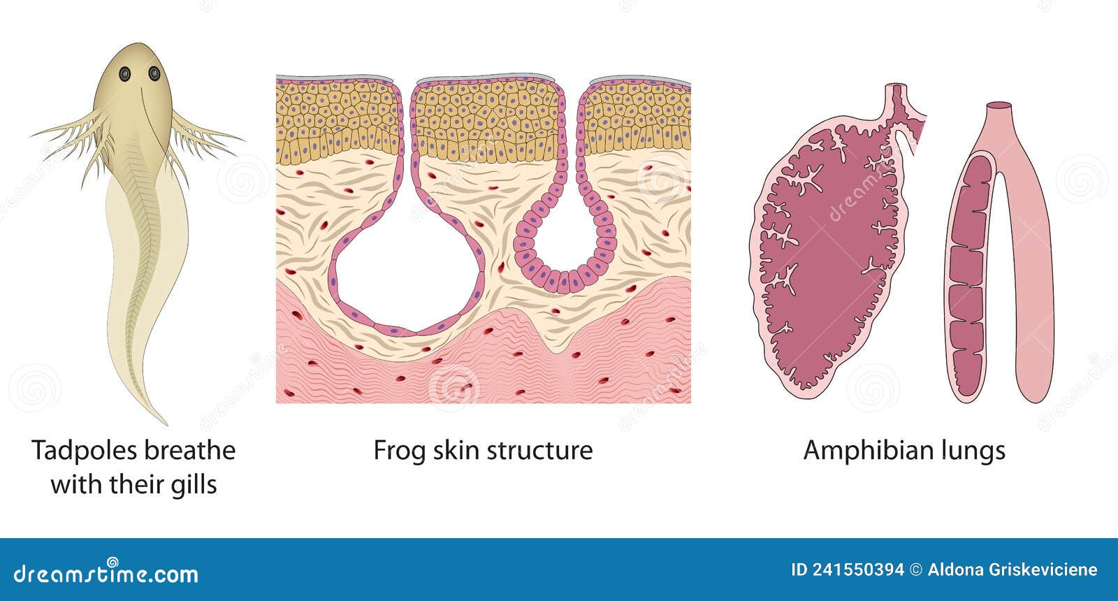 The Respiratory System Change from Tadpoles To Adult Frogs. Amphibian  Lungs, Frog Skin Structure, Tadpoles Gills Stock Illustration - Illustration  of anatomy, gills: 241550394