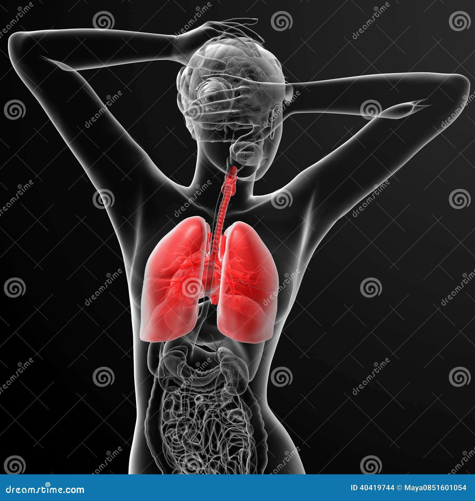 Respiratory system stock illustration. Illustration of female - 40419744