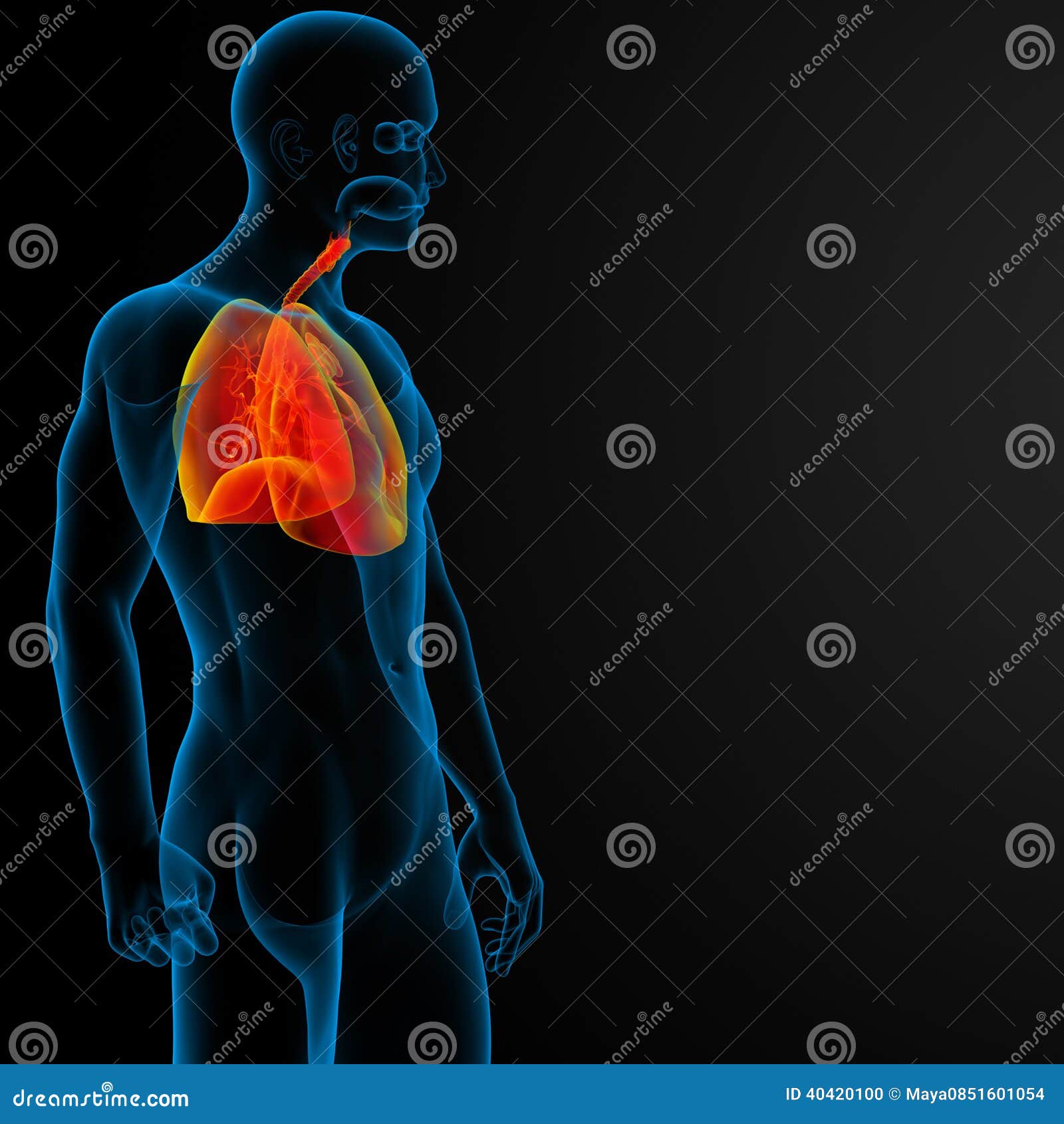 Respiratory system stock illustration. Illustration of pulmonary - 40420100