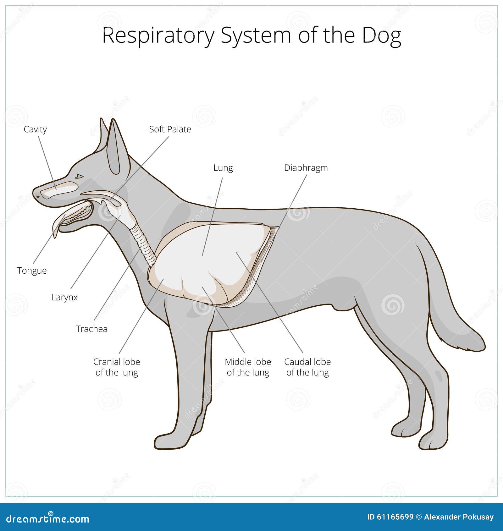 Dog Respiratory System