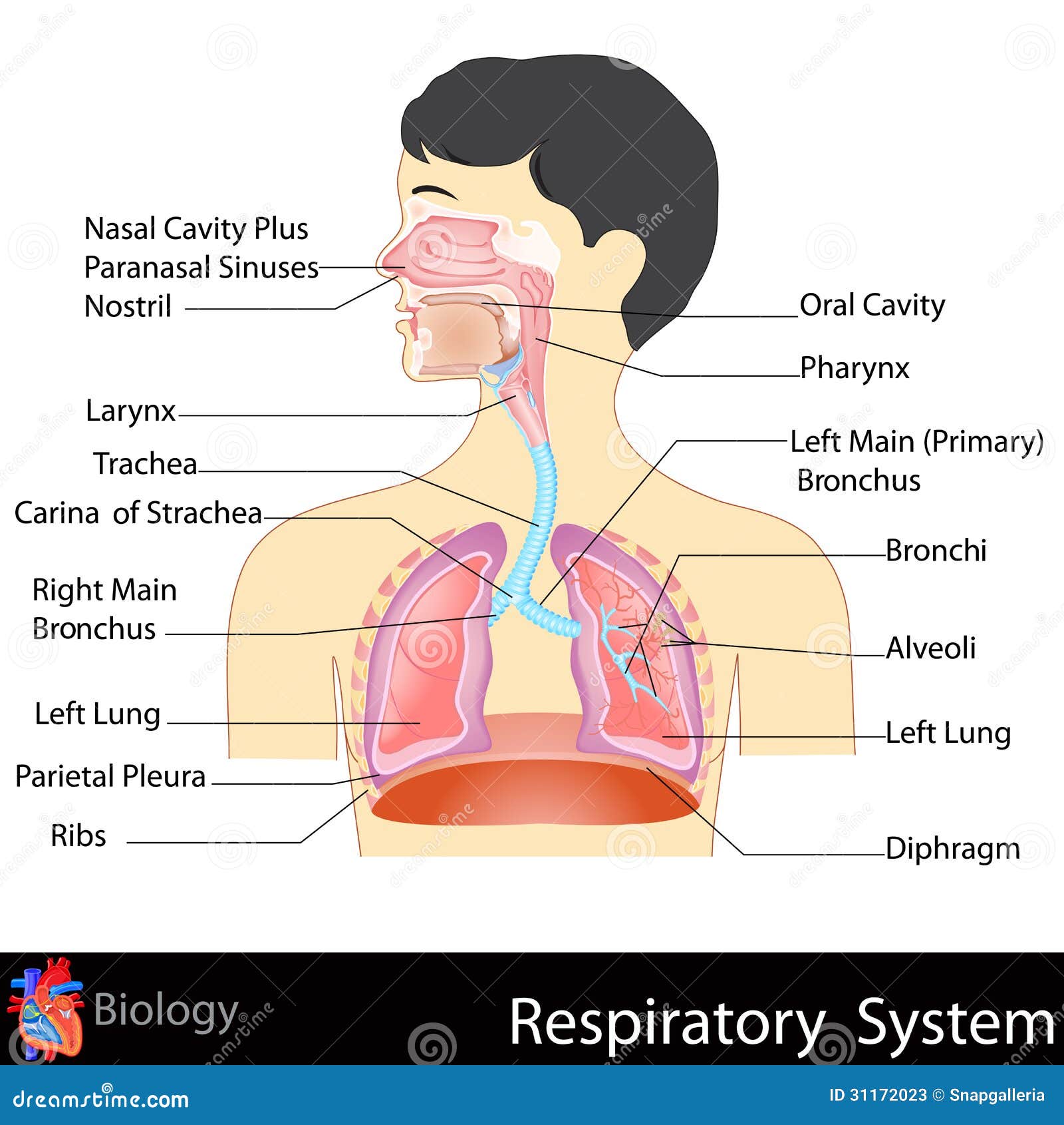 respiratory system