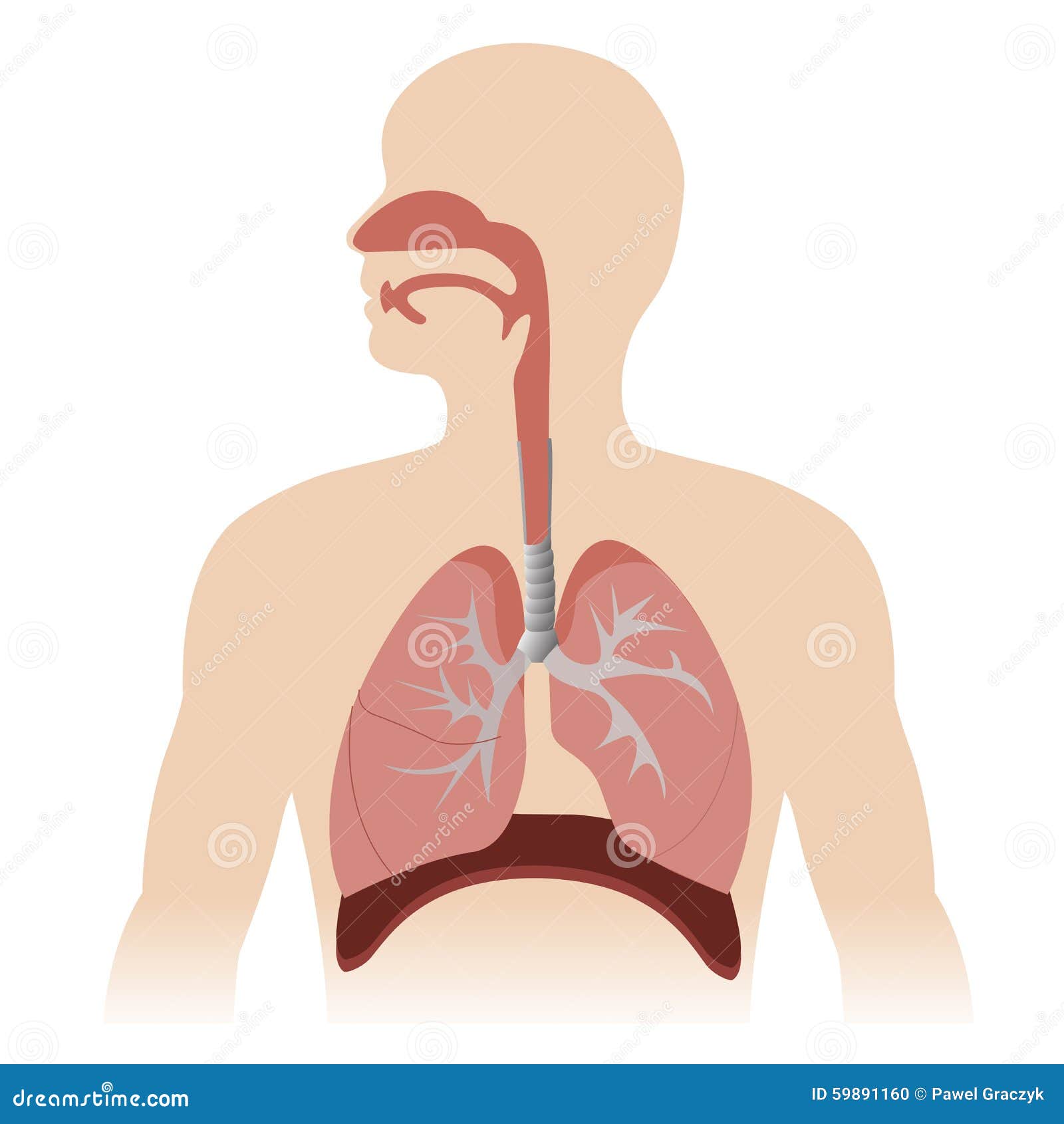 respiratory system