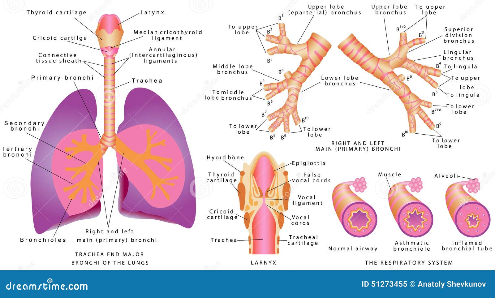 respiratory system